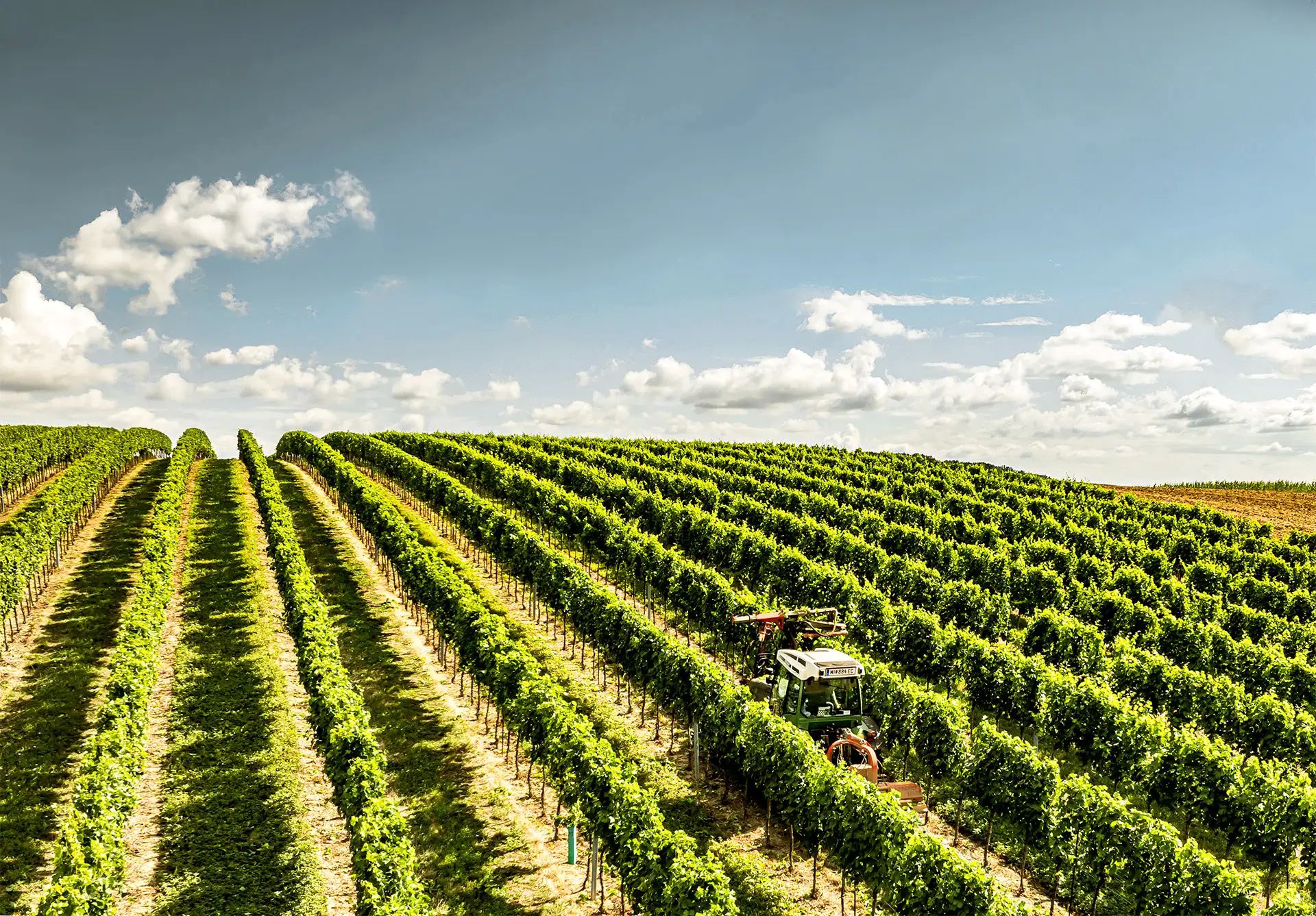 Tractor in a sunny vineyard with green rows of vines.