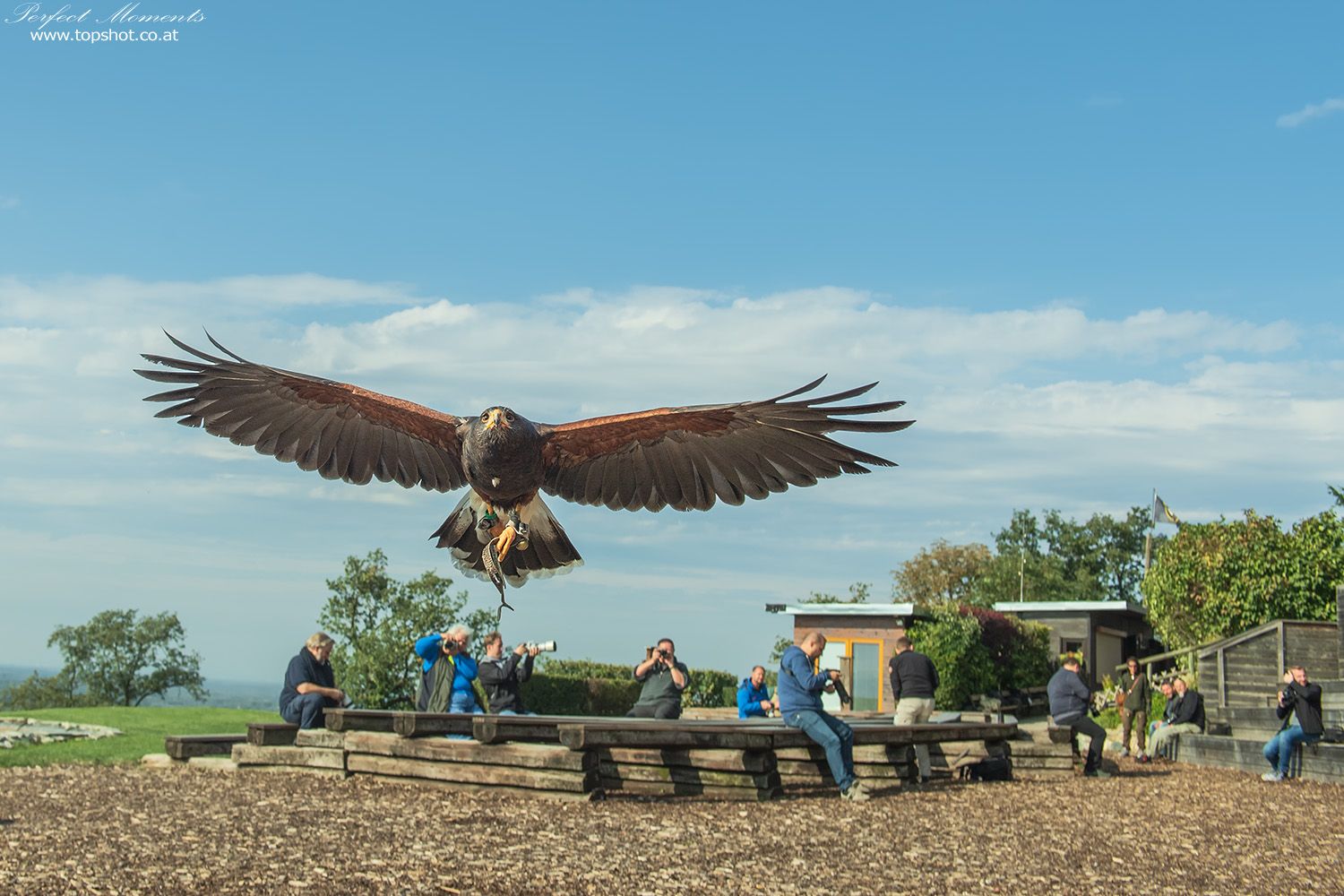 A bird of prey flies directly towards the camera, while people sit on a bench in the background and take photos.