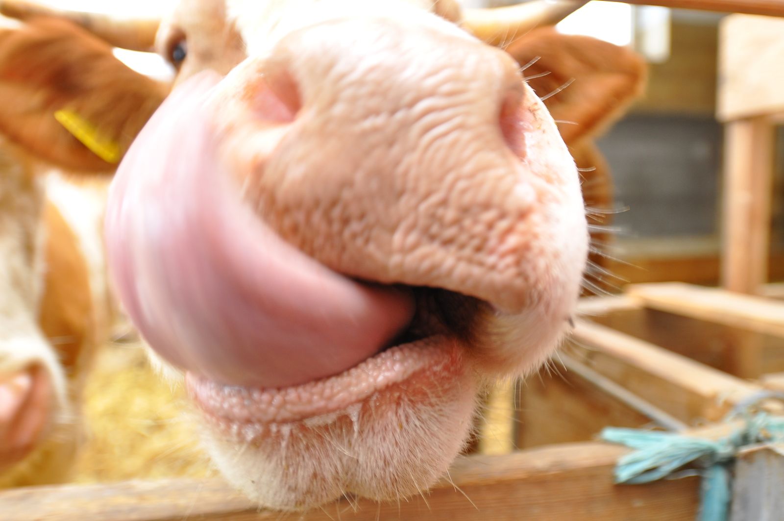Close-up of a cow's snout with its tongue sticking out.