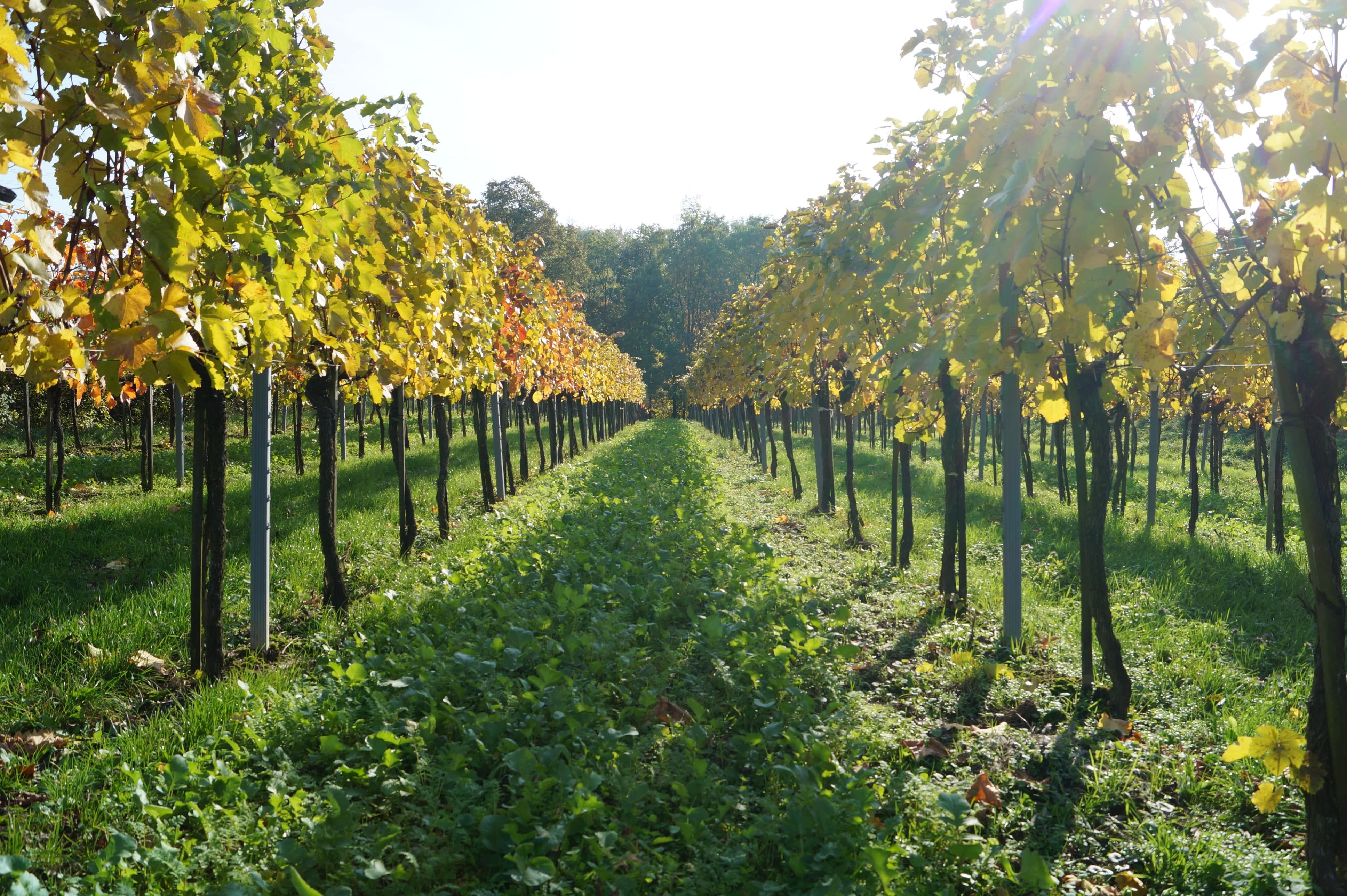 A vineyard with rows of vines and autumn-colored leaves under bright sunshine.