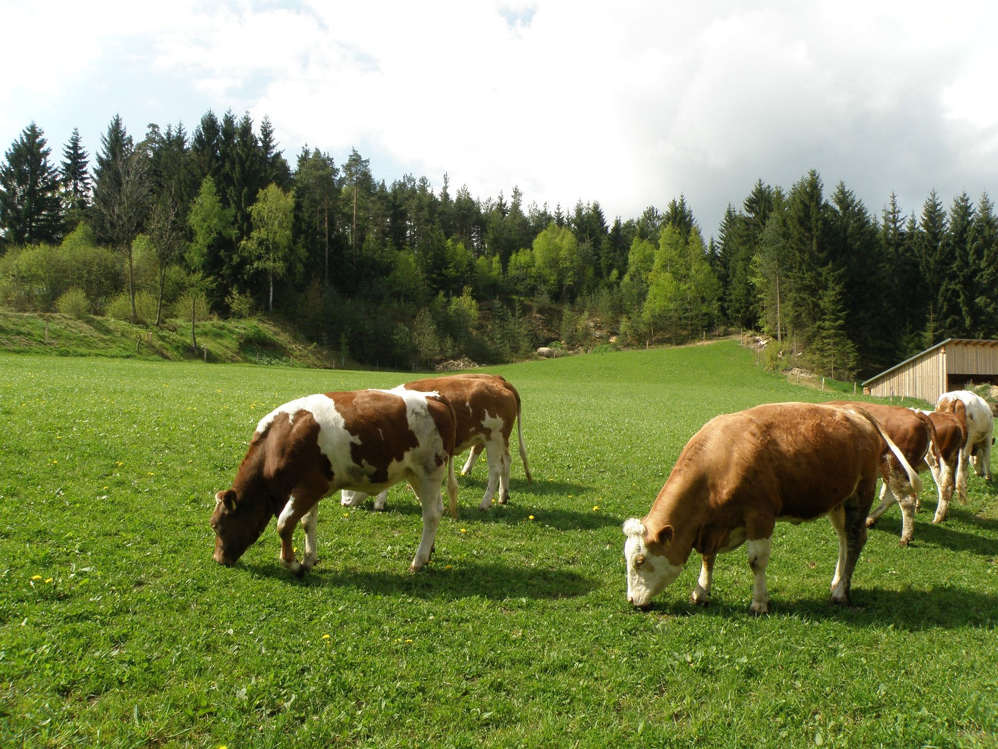 young_cattle_pasture1