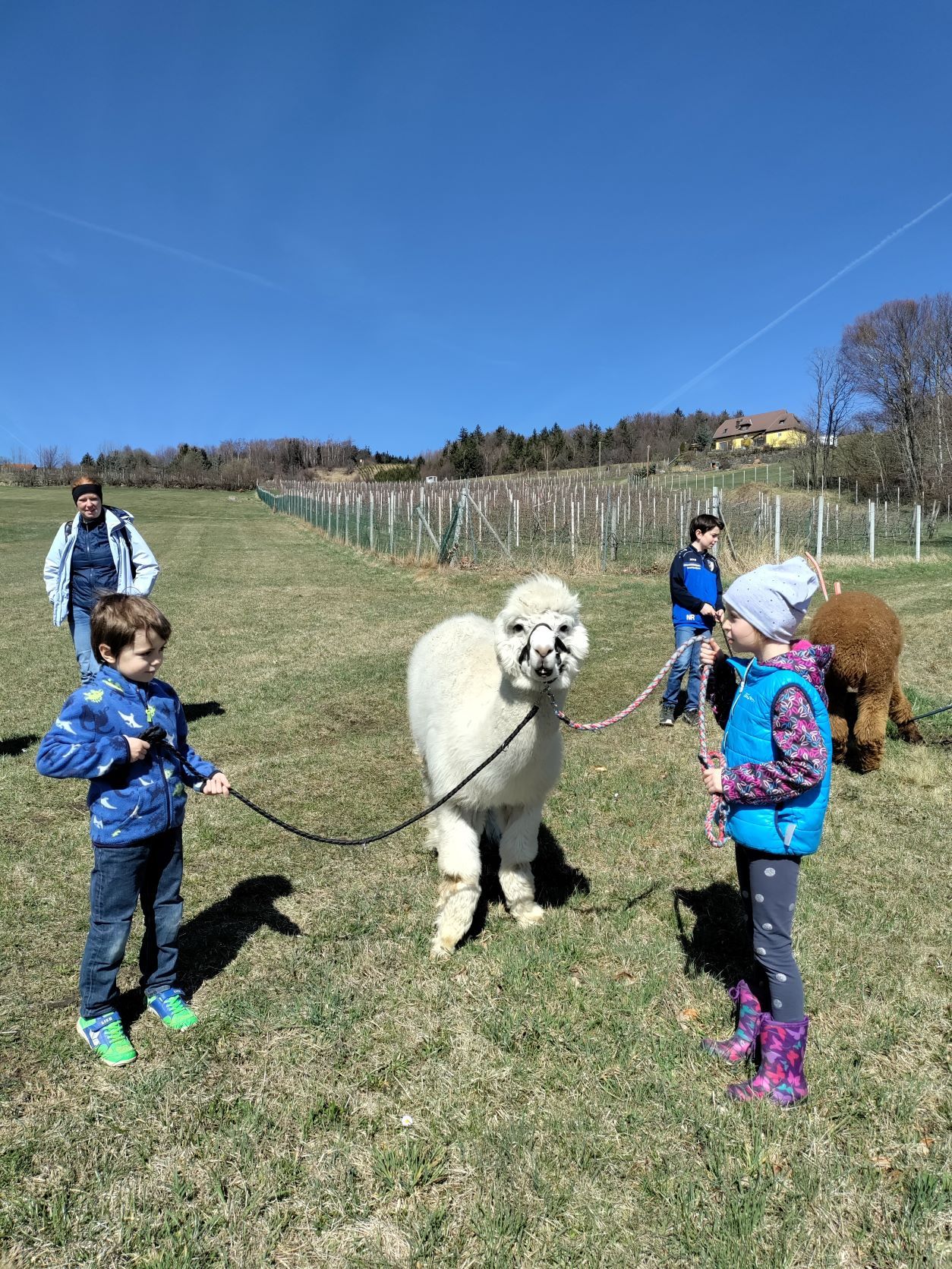 Have fun with the alpacas
