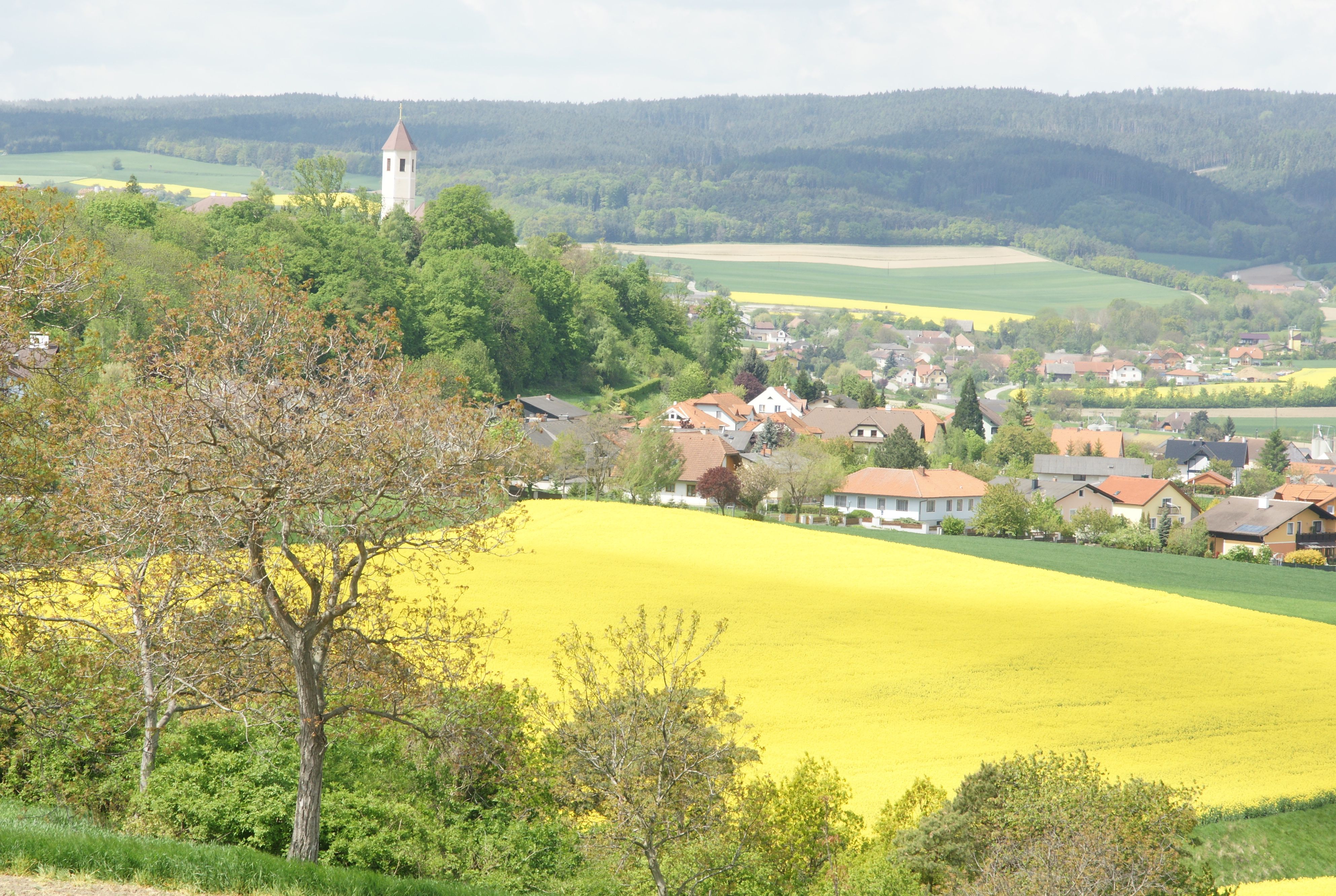 Landscape with yellow rape field, village and church tower in the background.