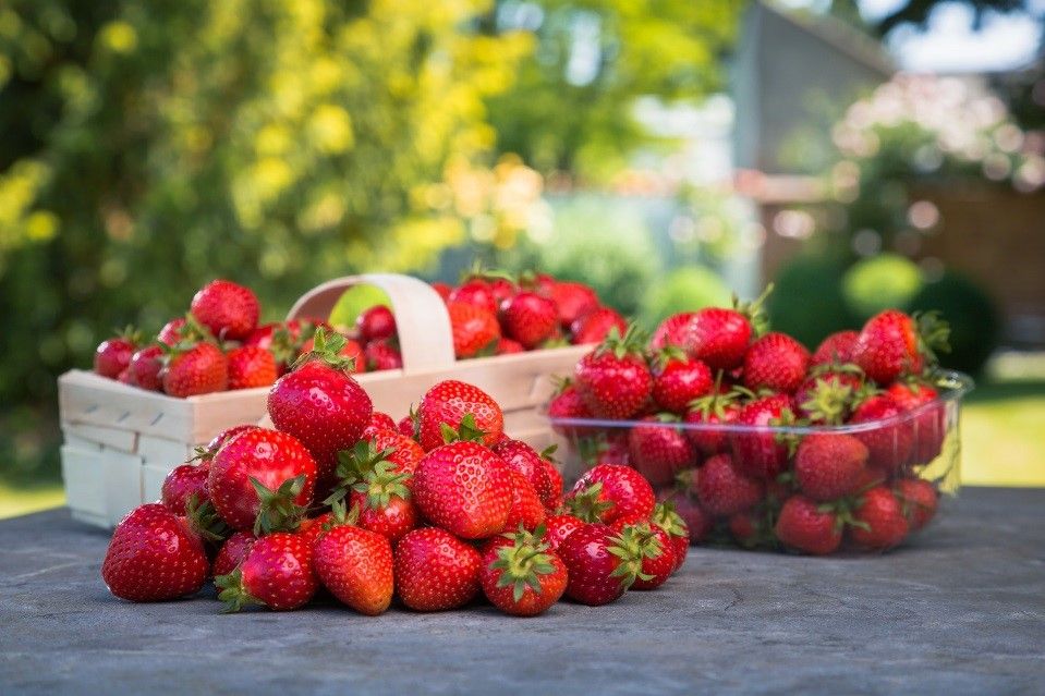 Fresh strawberries in a basket and a bowl on an outdoor table.
