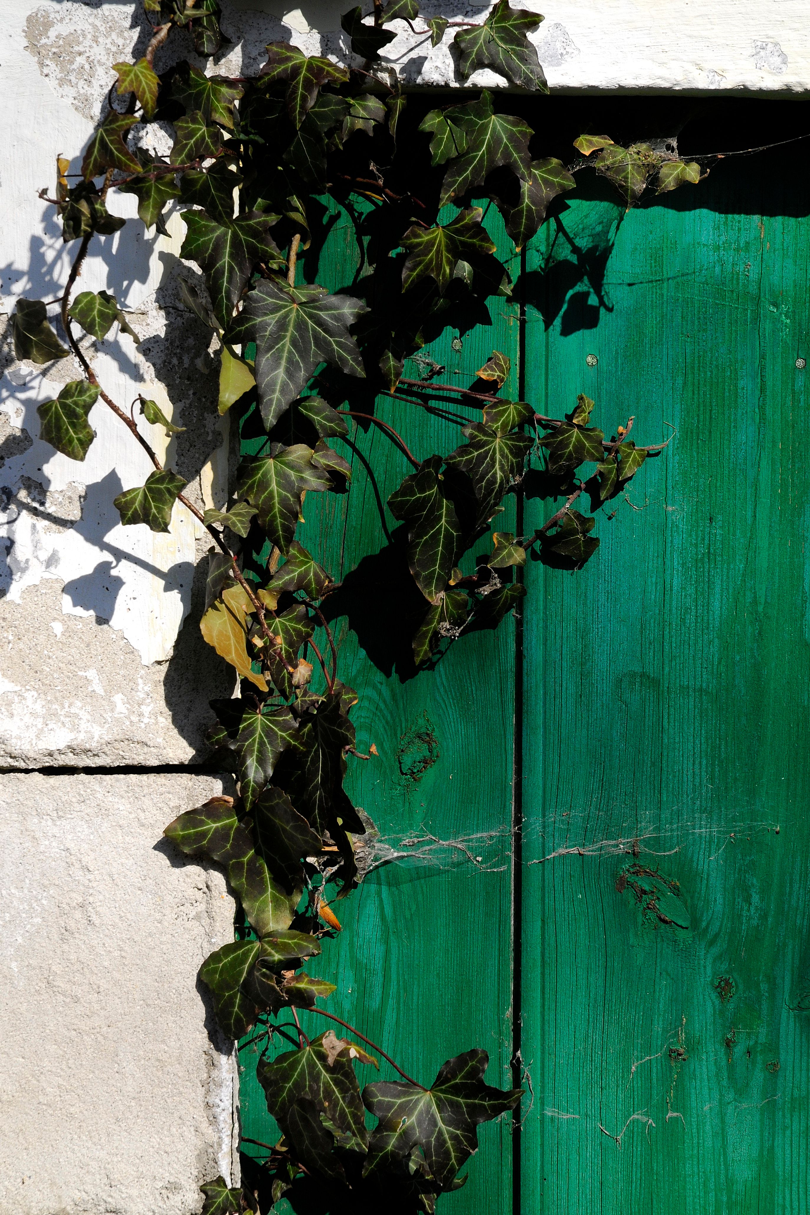 Green wooden door overgrown with ivy.