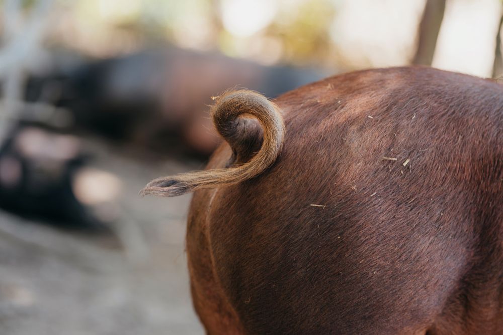 Close-up of a pig's tail curling.