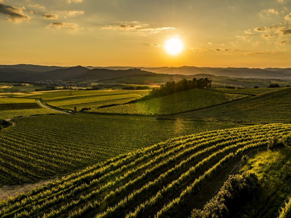Sunset over vineyards in a hilly landscape.