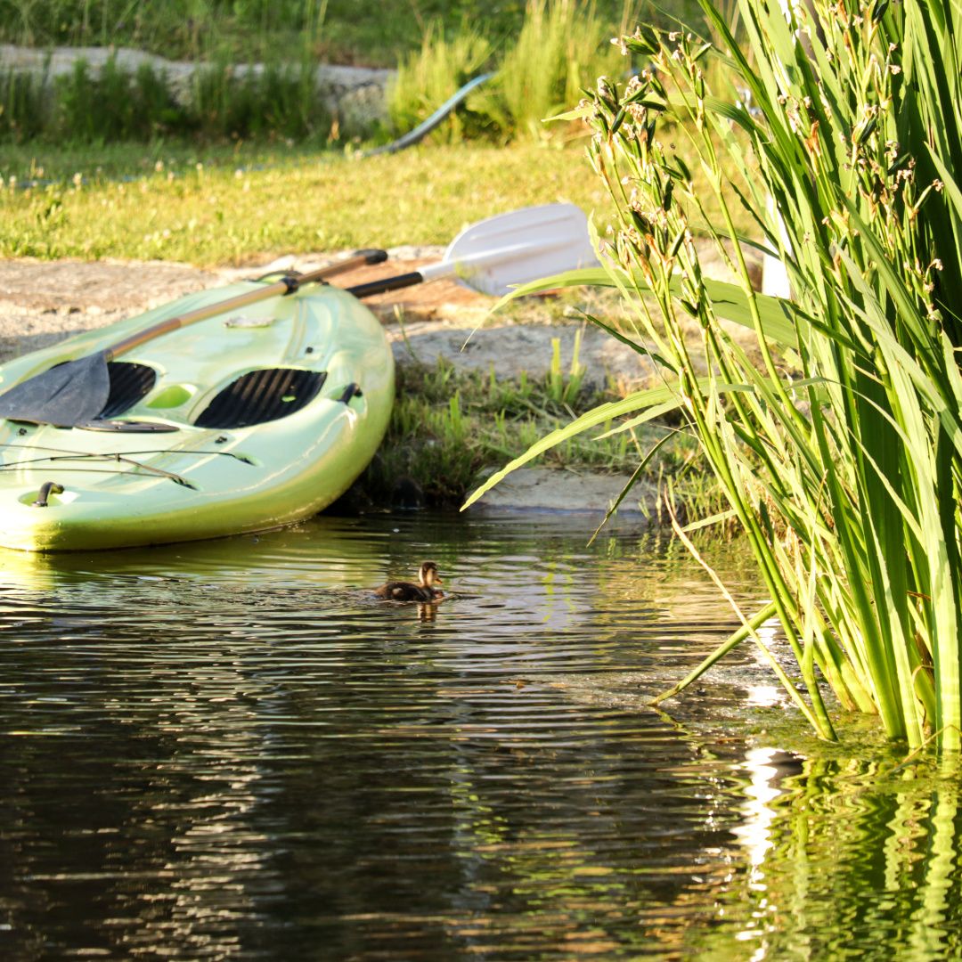 A green stand-up paddle board lies on the shore of a pond, with a small duck swimming in the water next to it.