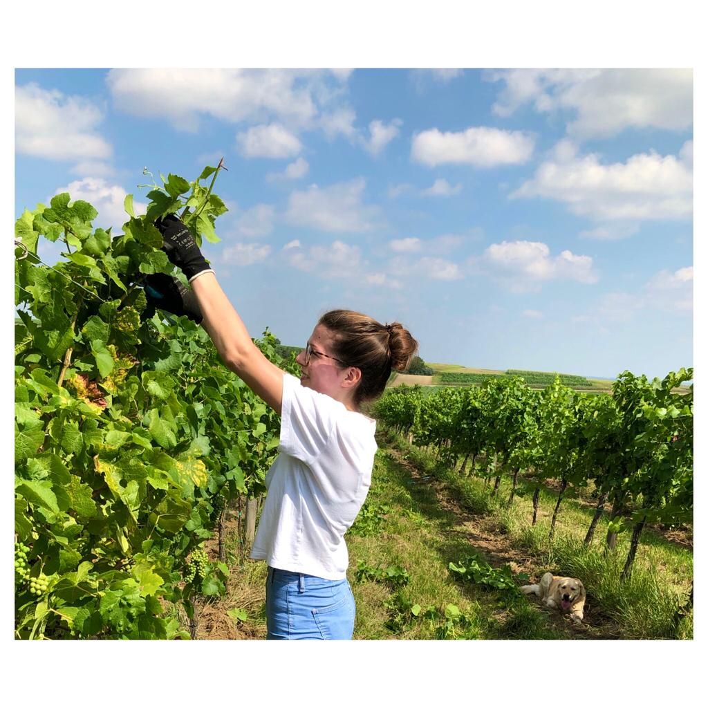 Woman working in the vineyard, cutting vines. Dog lying in the grass. Blue sky with clouds.