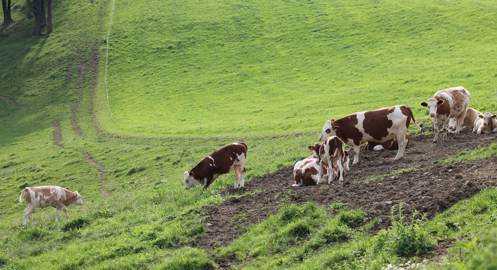 Cows grazing on a green meadow with hills in the background.