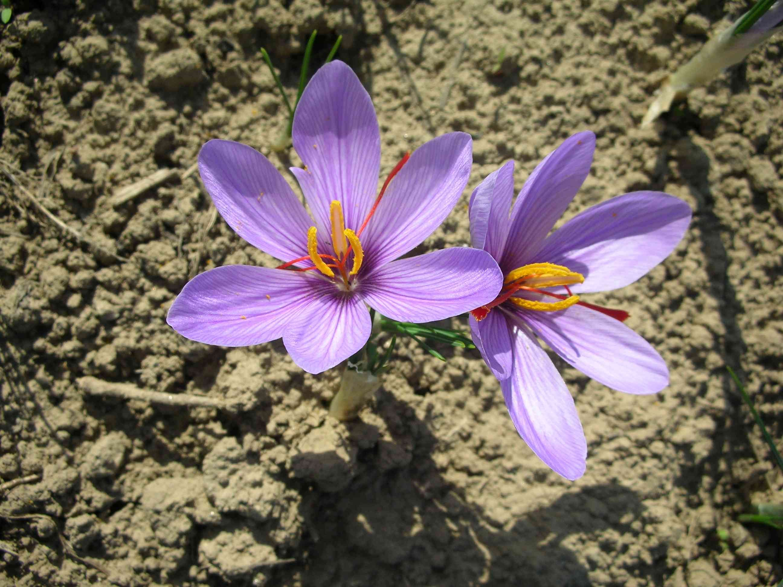 Two purple crocus flowers on dry earth.