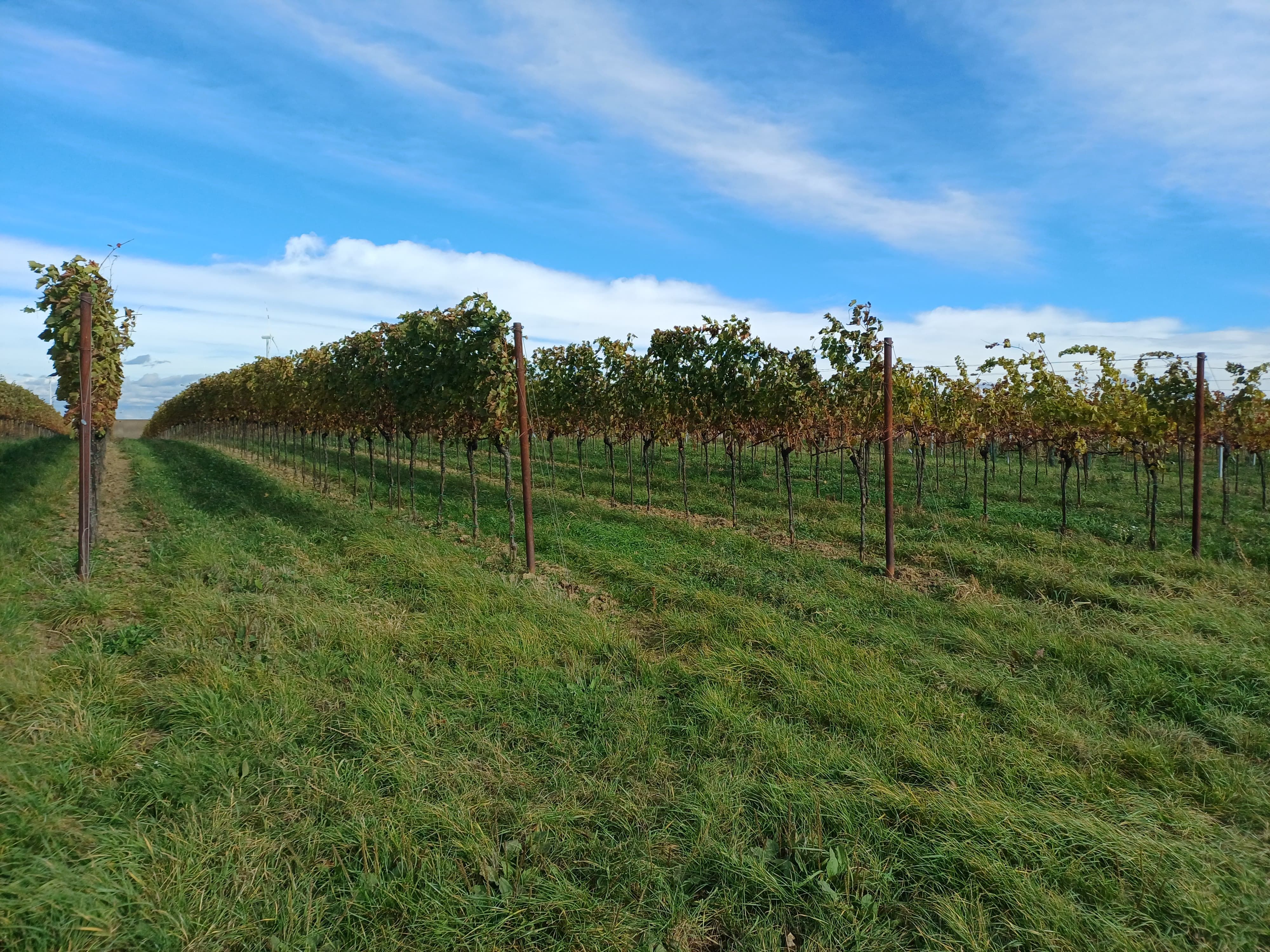 Vines in a green vineyard under a blue sky.