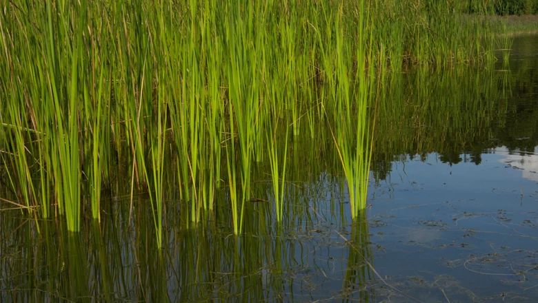 Reeds growing on the banks of a pond with calm water.