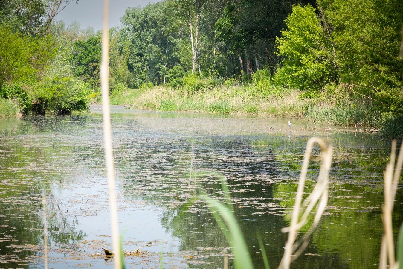 A quiet river surrounded by lush greenery and trees, with a heron on the bank.