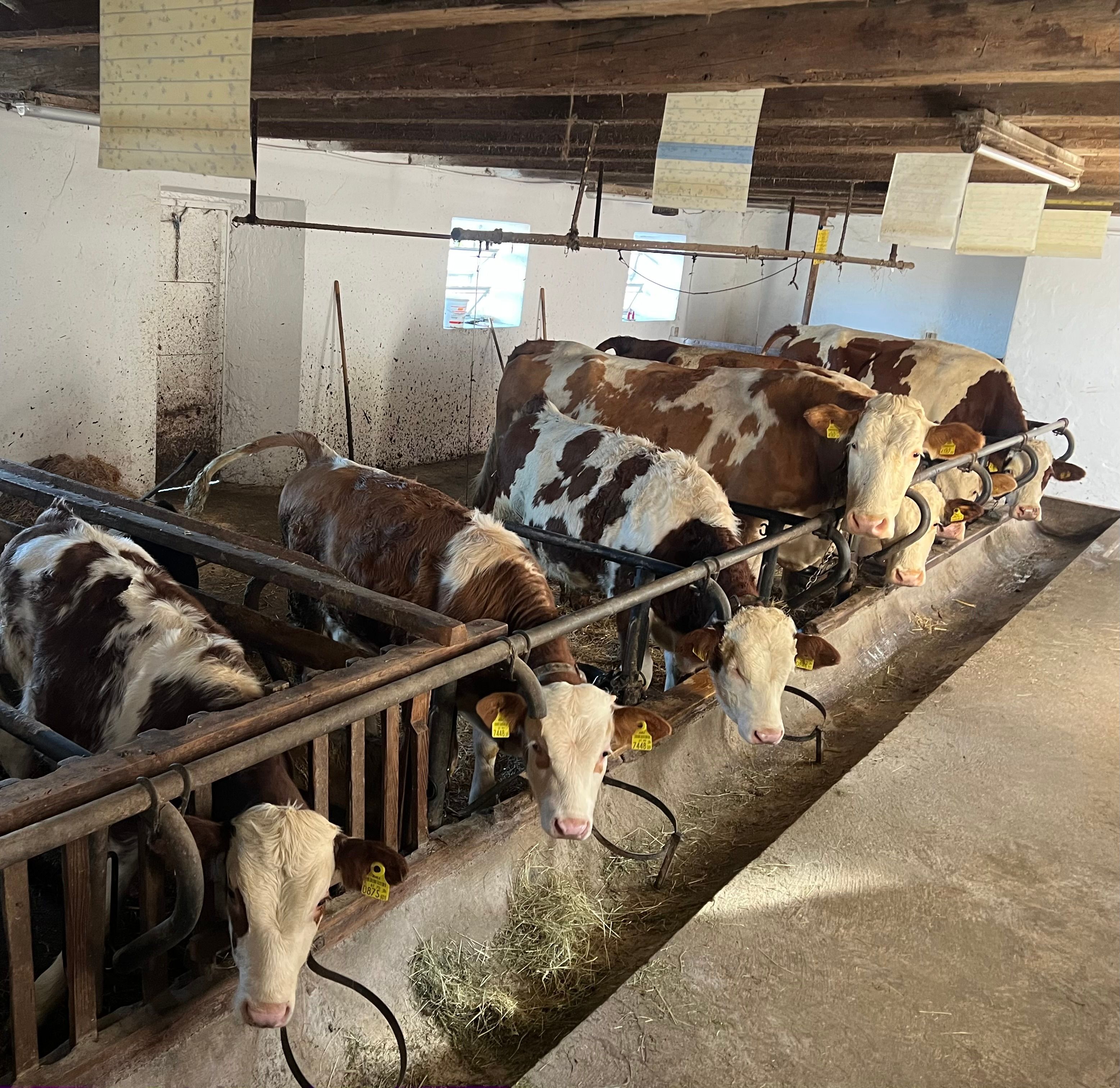 Several cows stand at feeding troughs in a traditional cowshed.