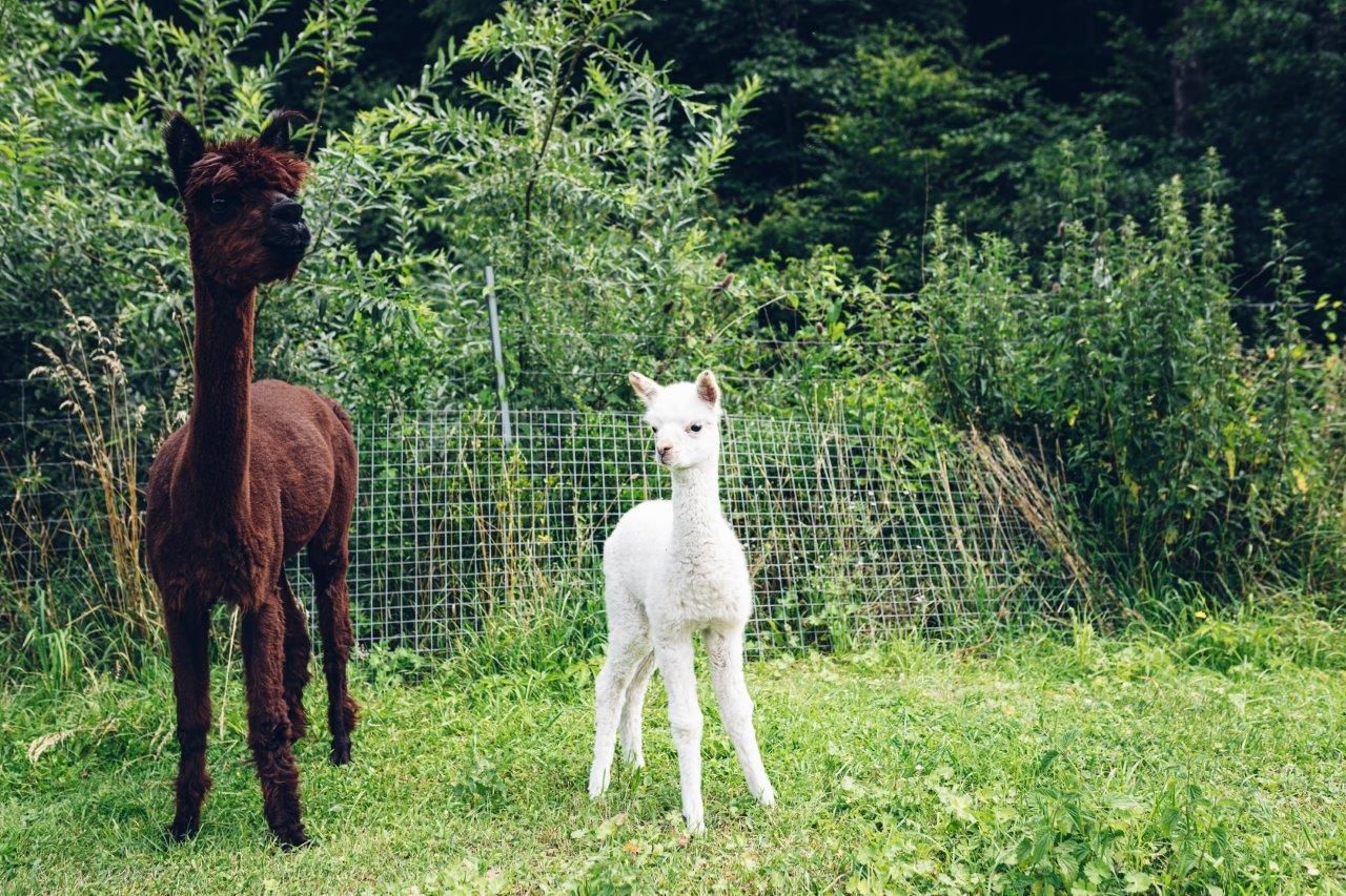 Seehof Alpacas