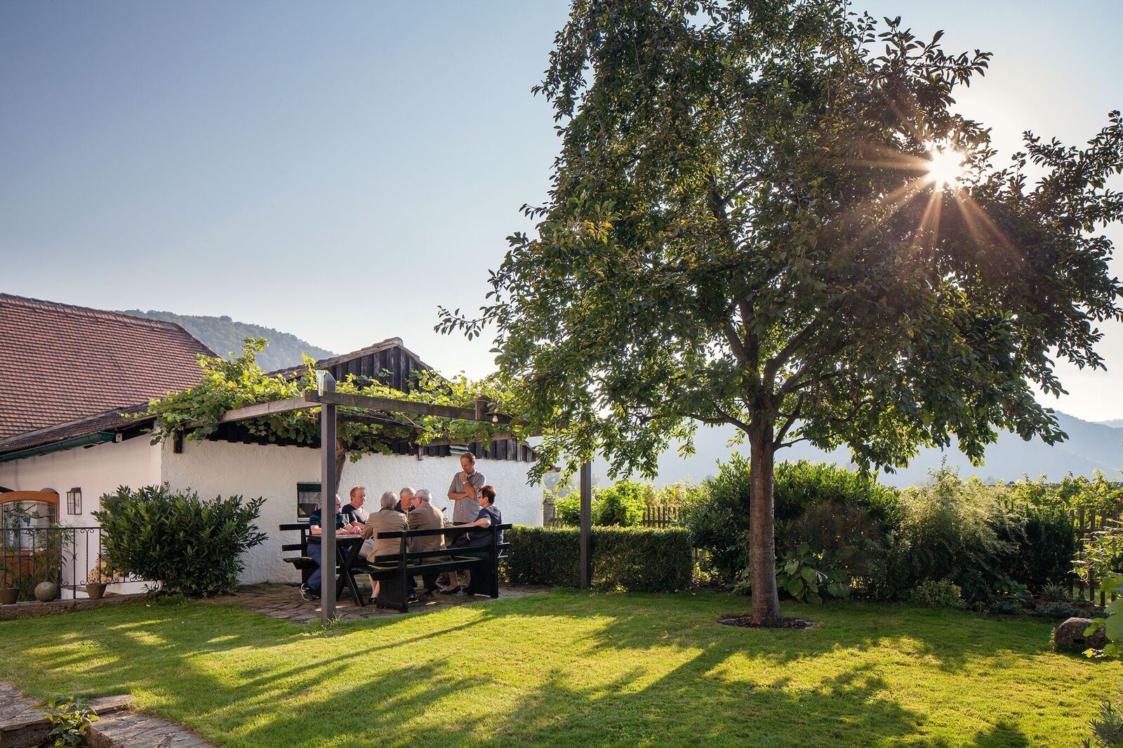 People sit at a table in the garden under a pergola, surrounded by nature and sunshine.