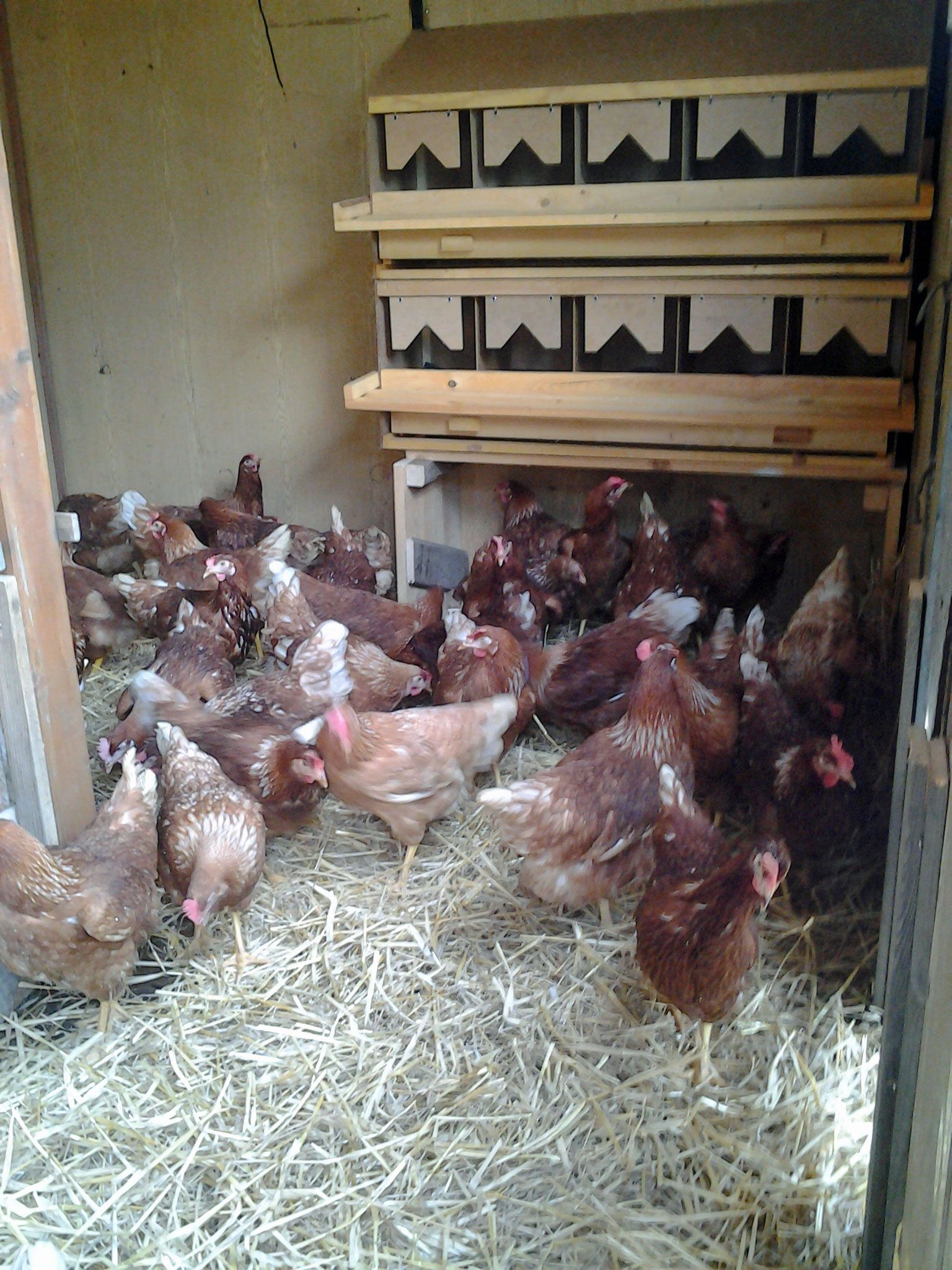 Chickens in a coop with nesting boxes and straw on the floor.