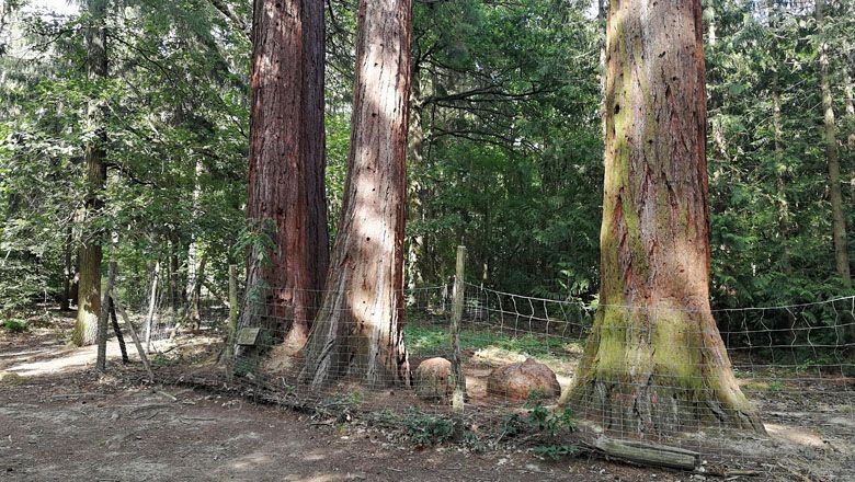 Three large sequoia trees behind a fence in the Paudorf forest.