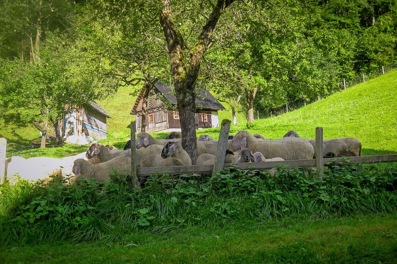 Sheep on a pasture in front of a farmhouse in a green landscape.