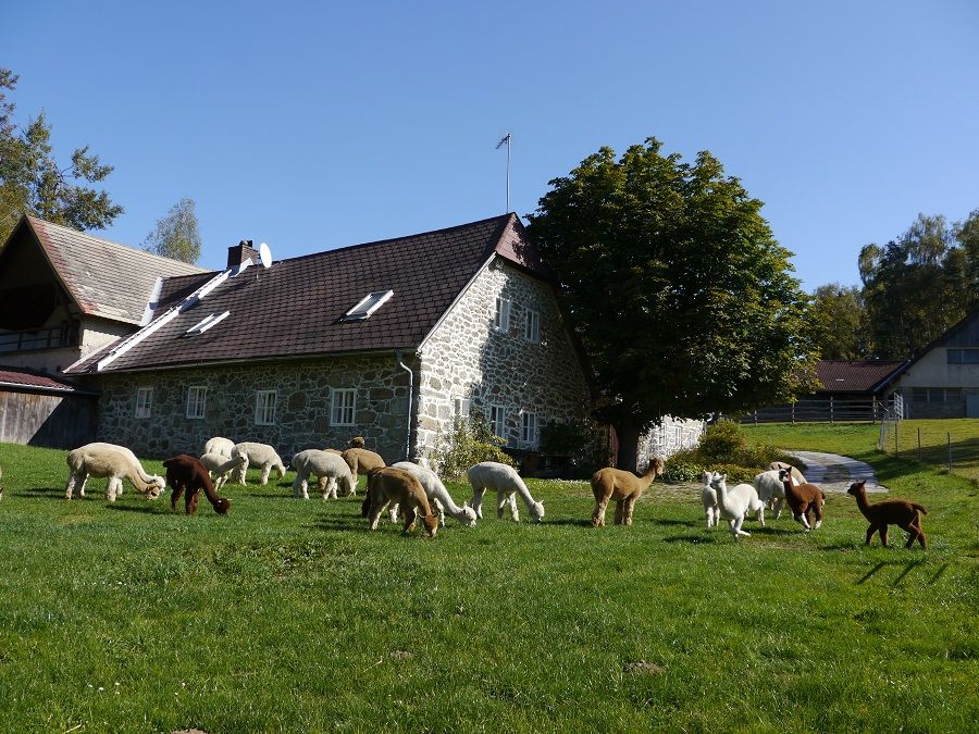 Alpacas graze on a green meadow in front of a stone farmhouse.