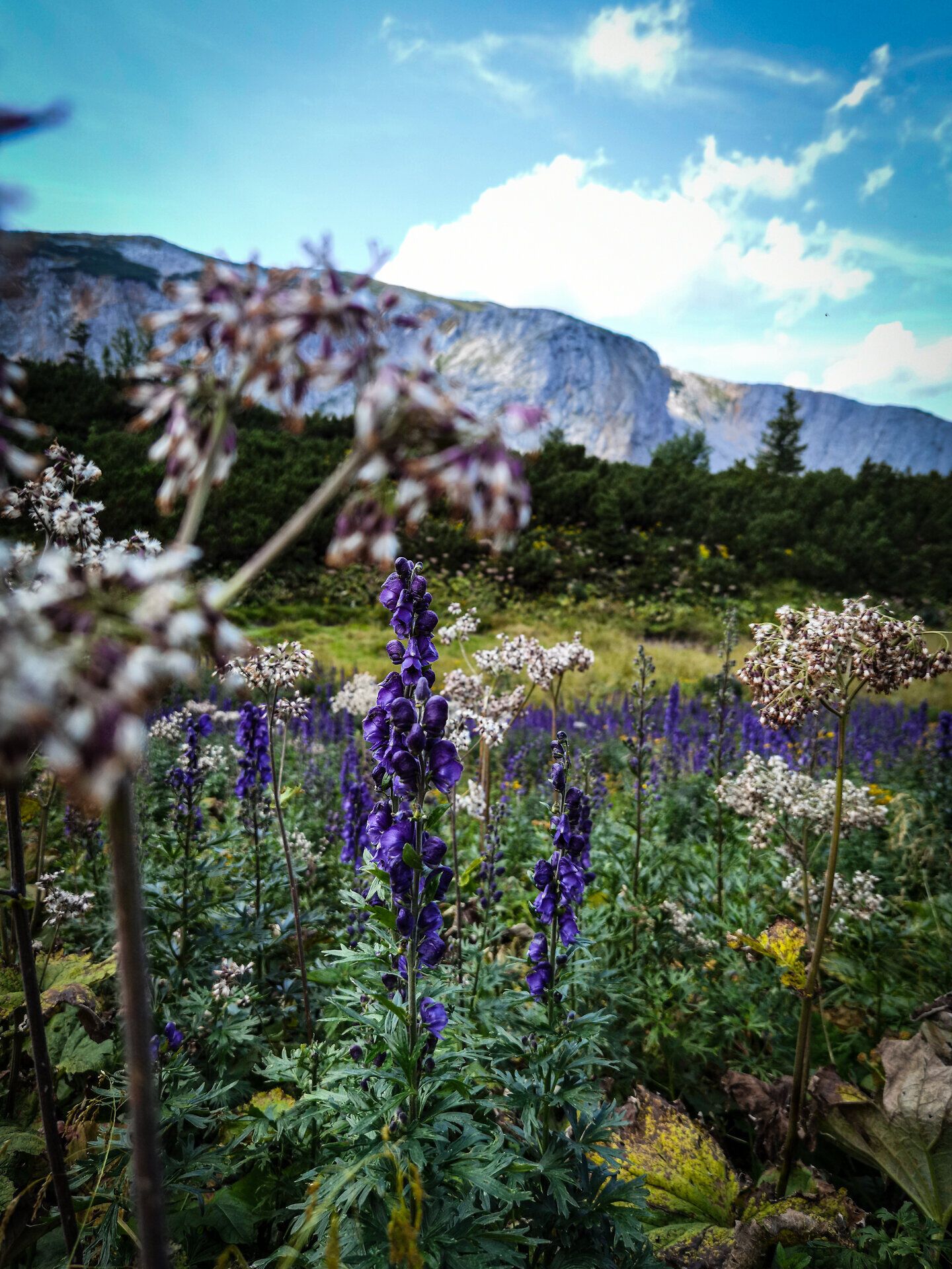 Amidst the majestic mountains, bright purple plants bloom, transforming the alpine landscape into a sea of color. The fresh mountain air and the gentle sound of nature invite you to enjoy an unforgettable experience.