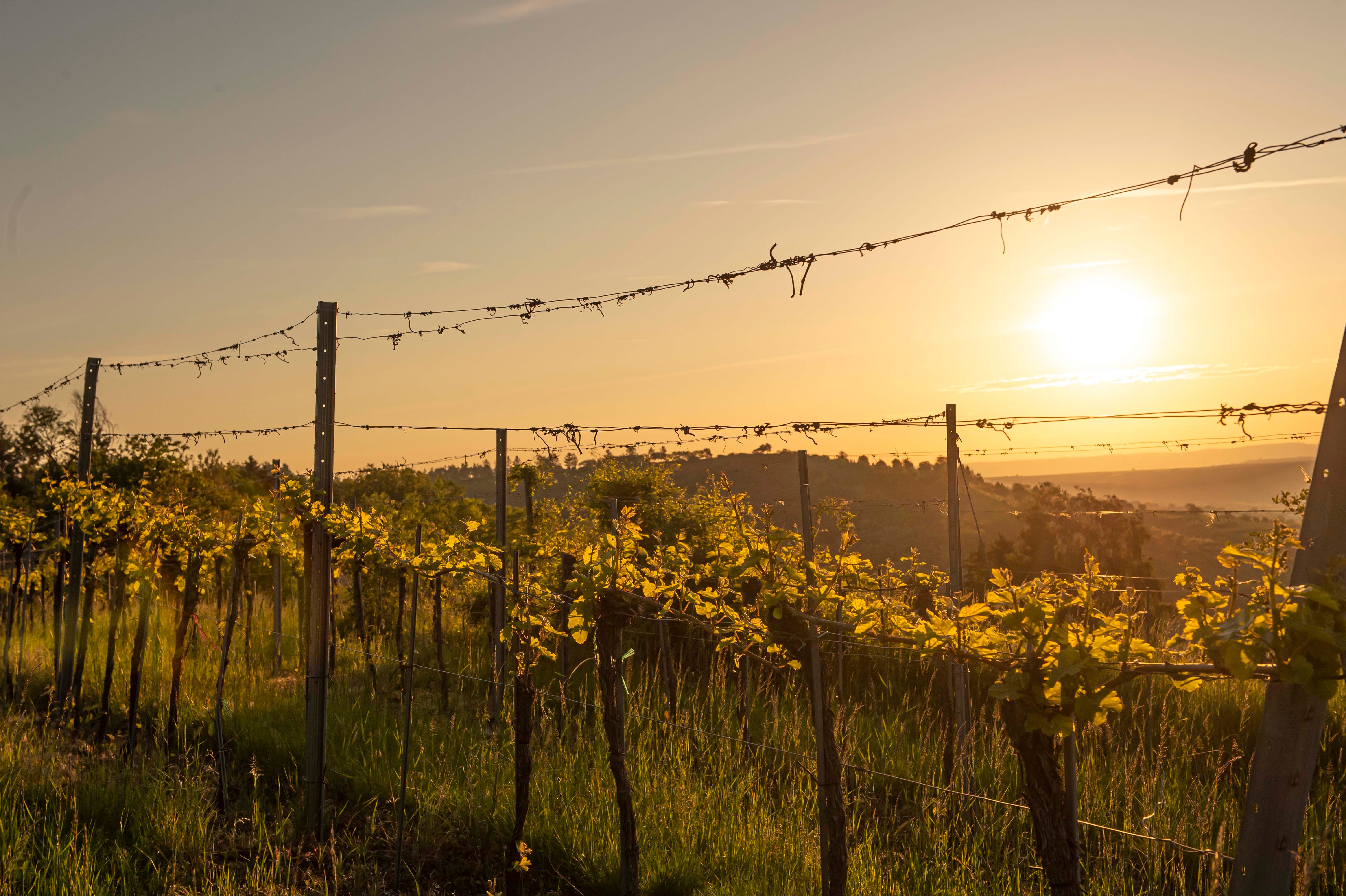Atmospheric vines
