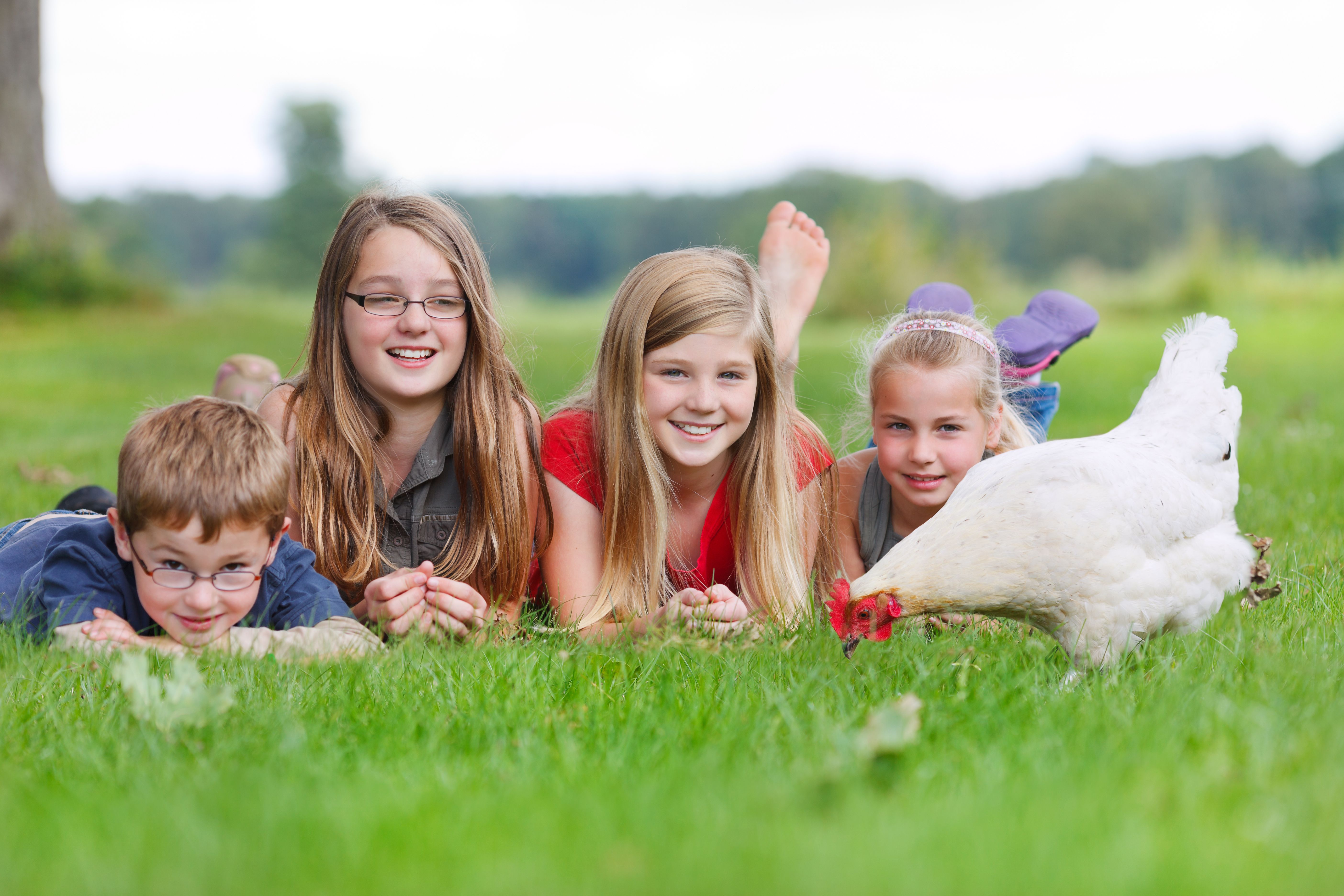 Four children are lying in a meadow next to a white chicken.