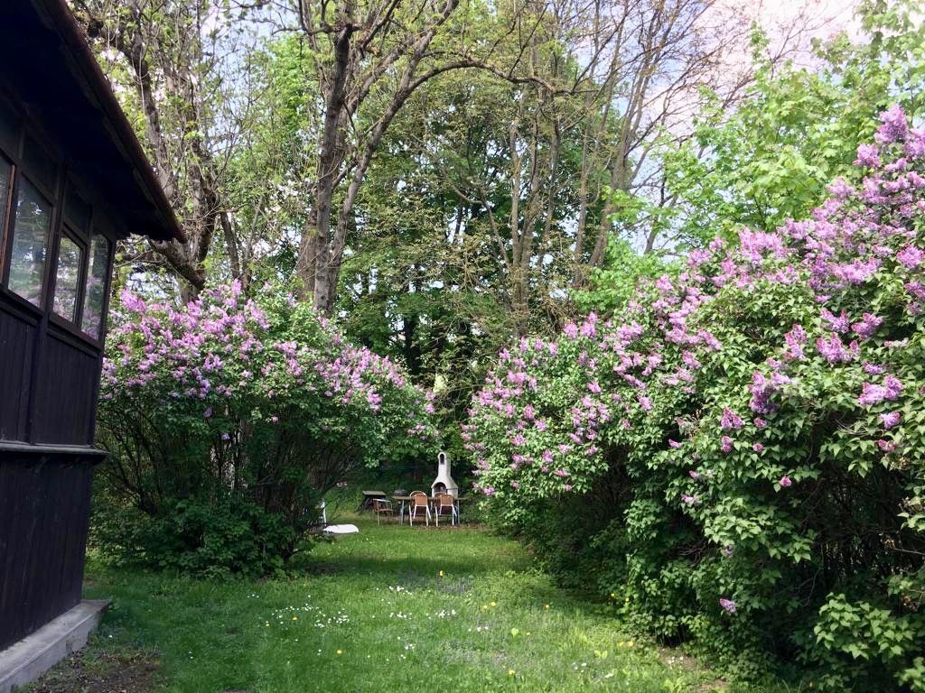 Garden with flowering lilac bushes and a wooden house.