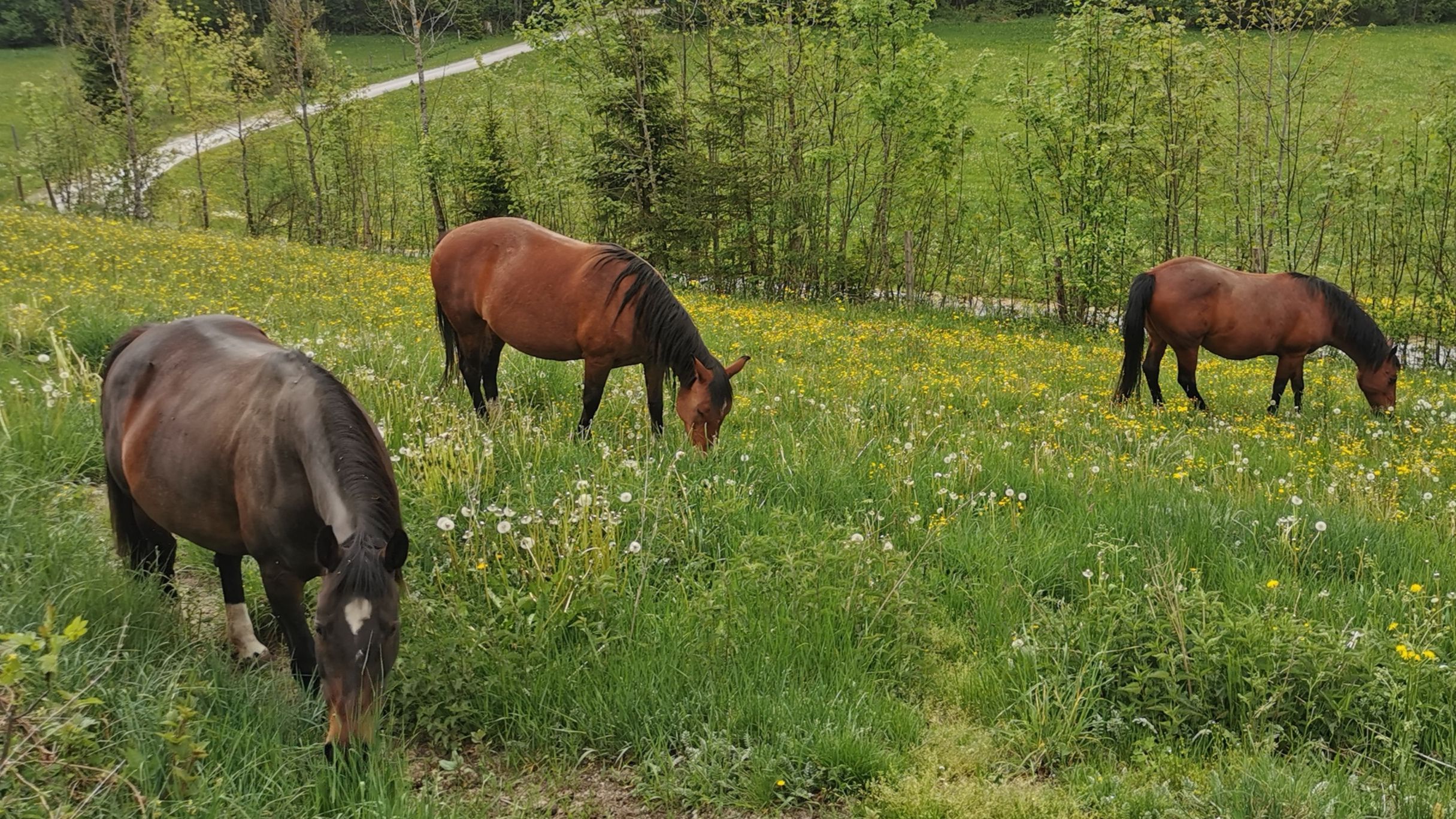 Horses at Lasingerhof