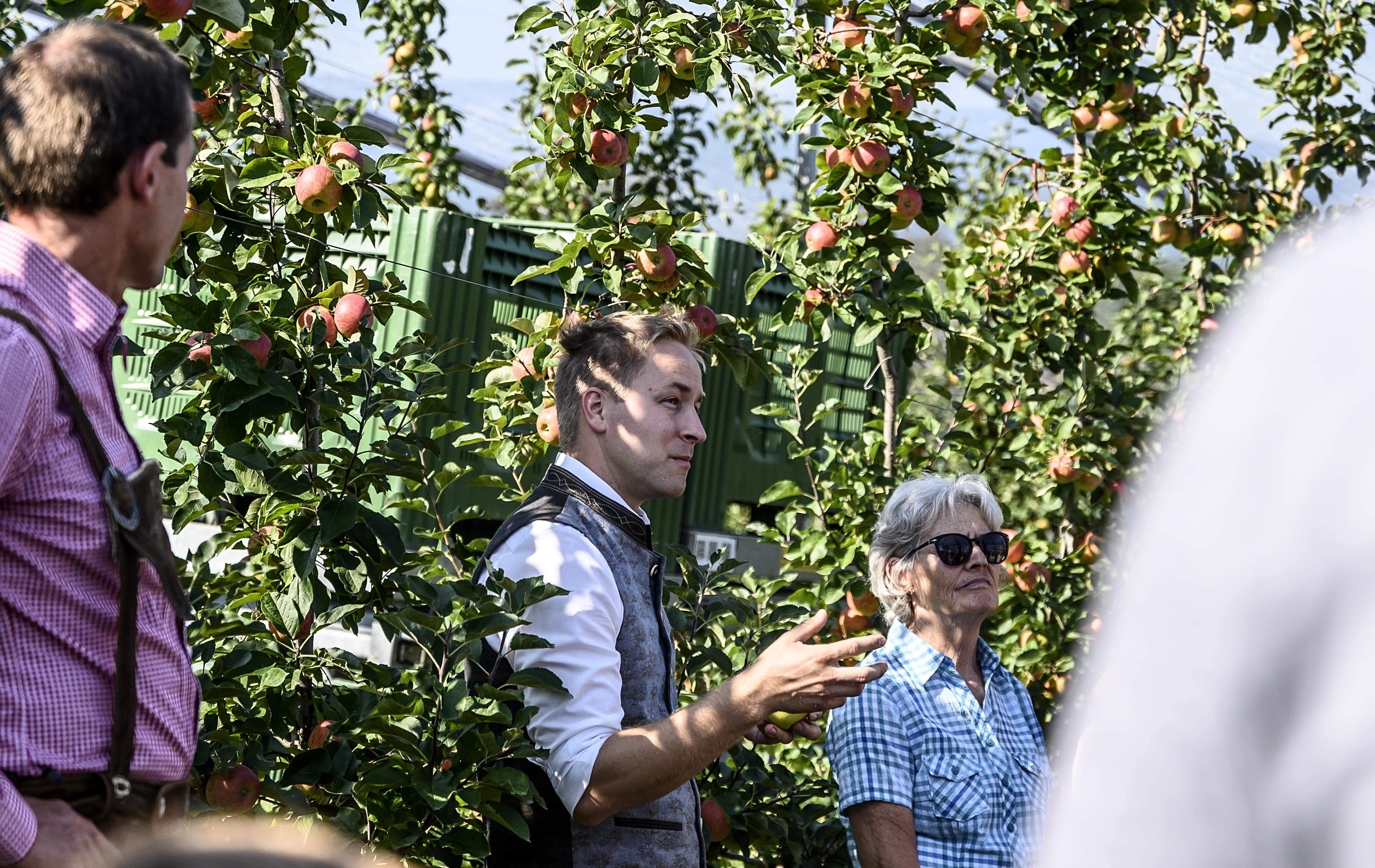 People in an orchard with apple trees, one person is gesticulating.