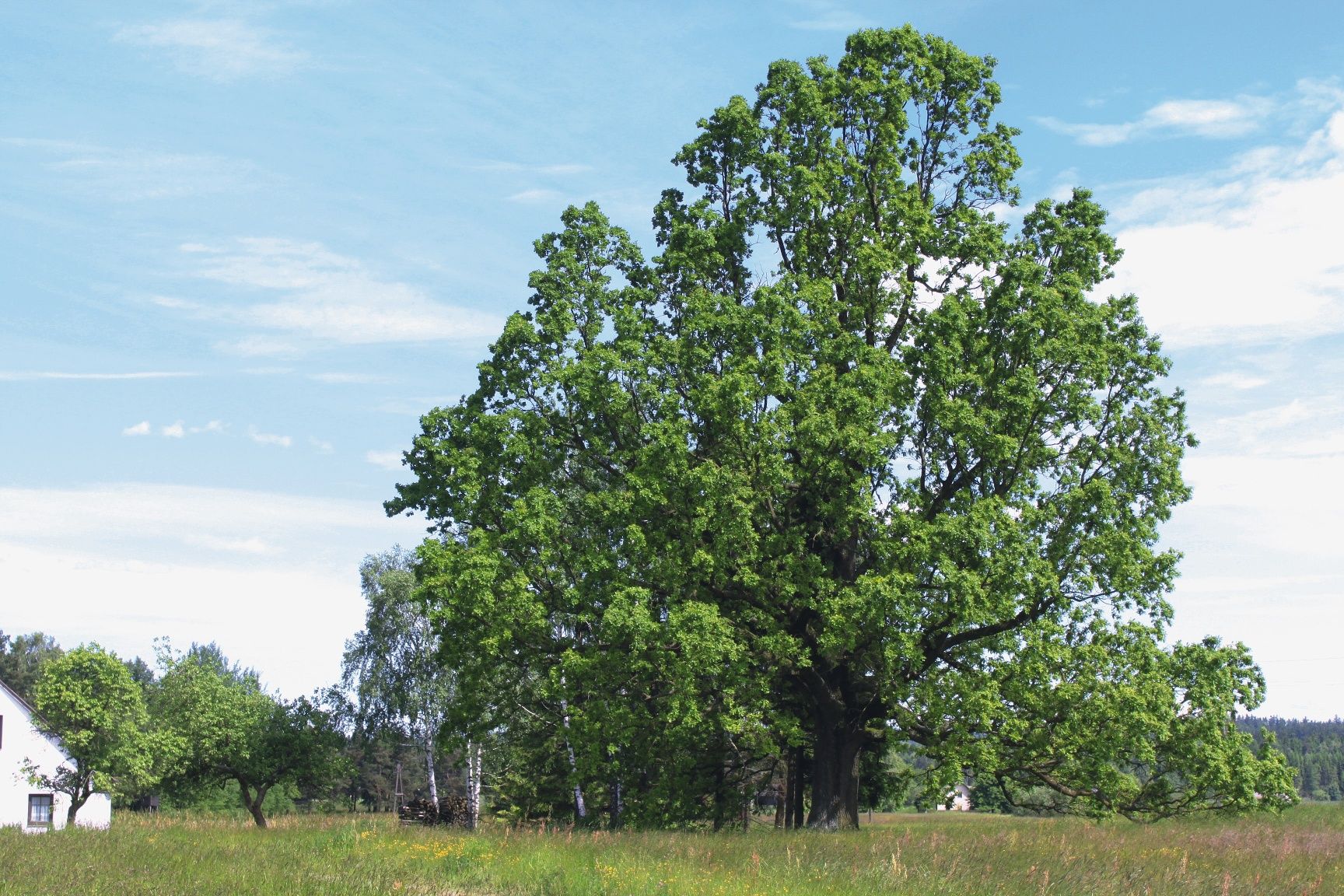 300-year-old oak tree in Eggern