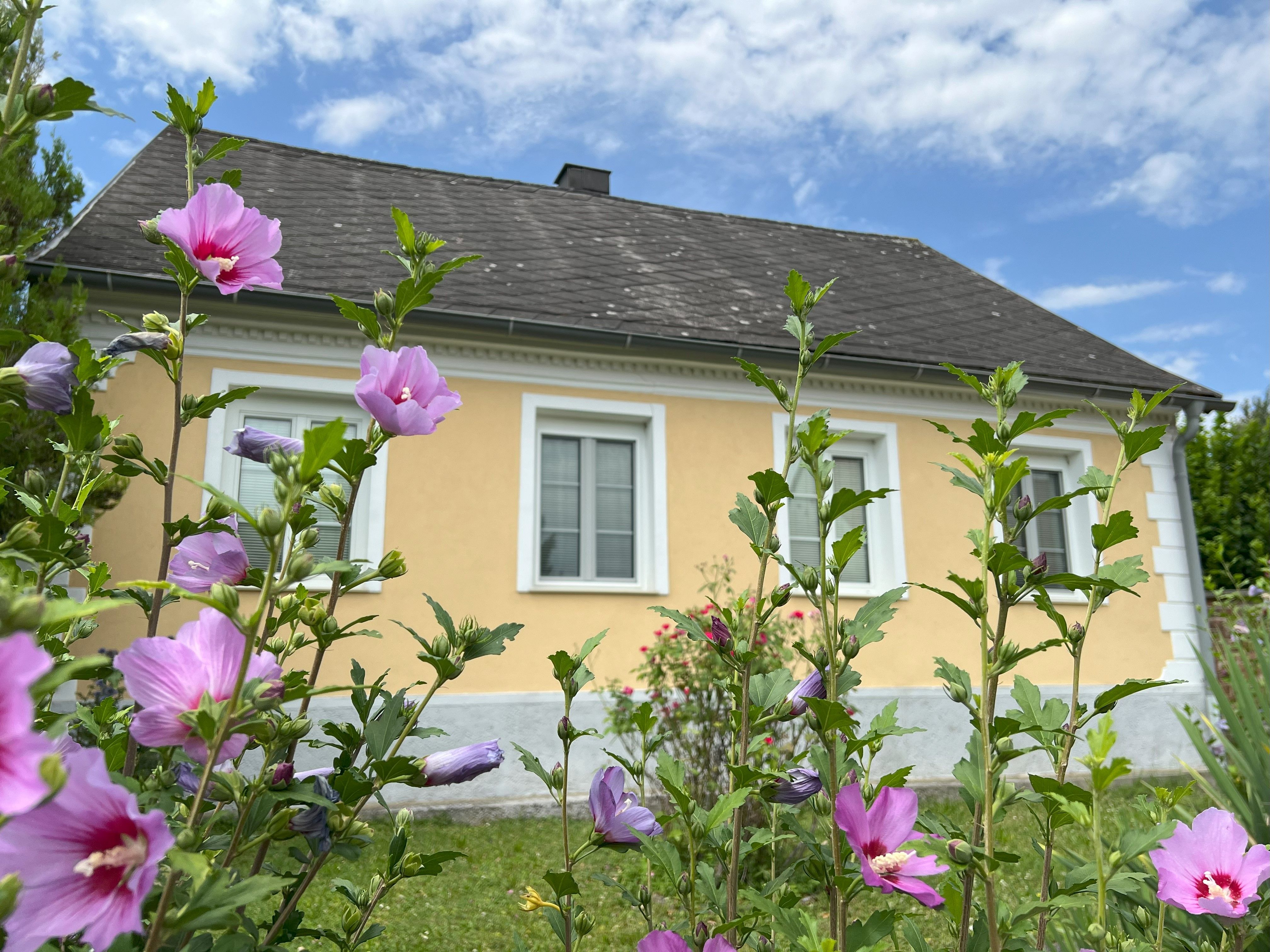 A yellow house with white window frames, surrounded by blooming pink flowers in the foreground.