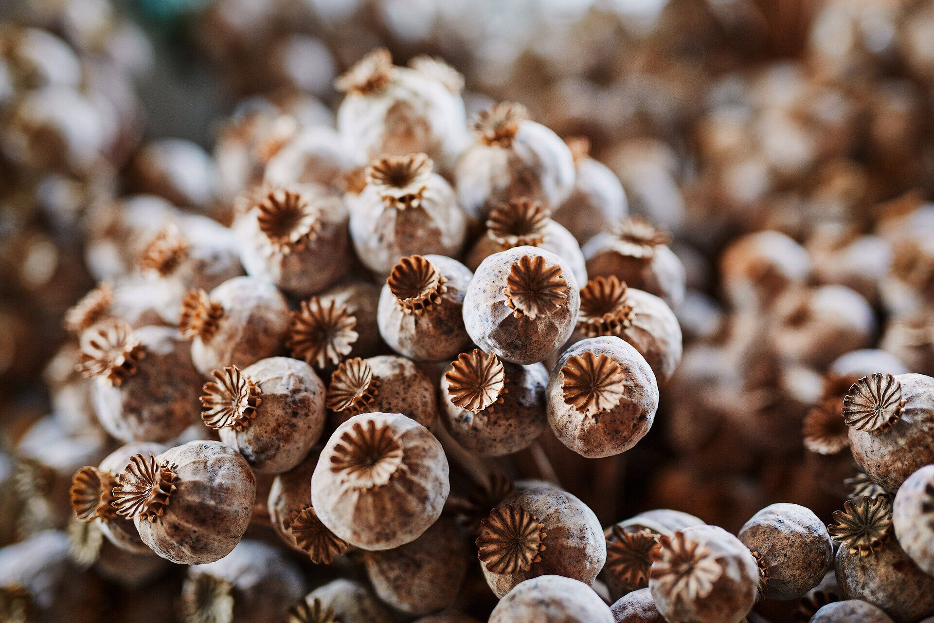 Inmitten der sanften Hügel entfaltet sich ein zauberhaftes Meer aus Mohnblüten, deren leuchtendes Rot die Landschaft in ein lebendiges Farbenspiel verwandelt. Die zarten Blüten tanzen im Wind und laden dazu ein, die Ruhe und Schönheit der Natur zu genießen. Hier, wo Tradition und Natur harmonisch verschmelzen, wird jeder Besuch zu einem unvergesslichen Erlebnis.