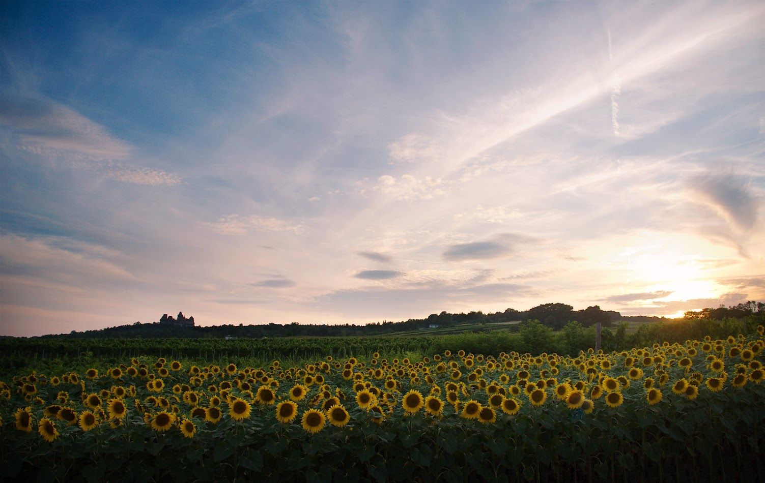 Field of sunflowers with Kreuzenstein Castle in the background at sunset.