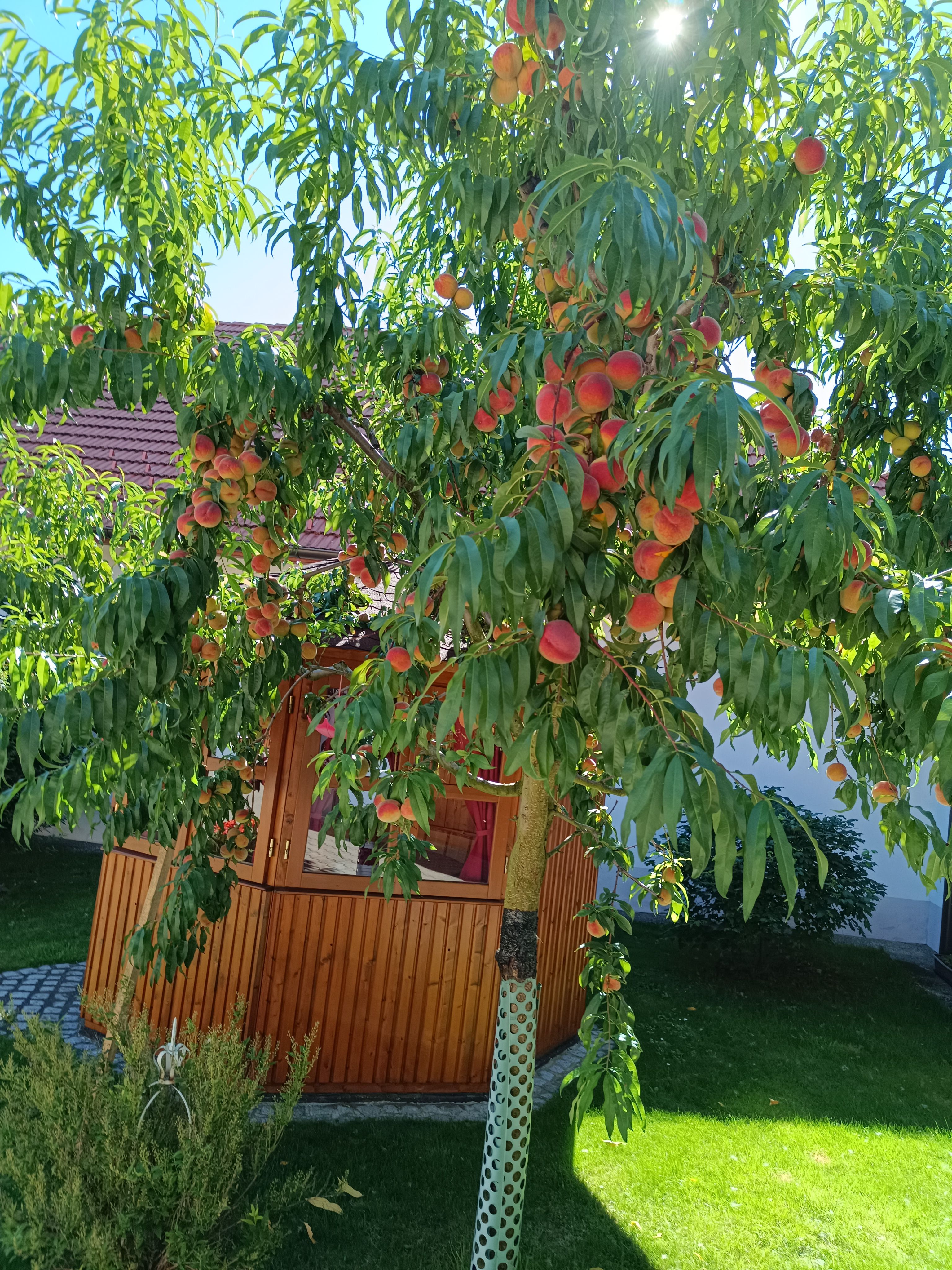 A peach tree full of fruit stands in a sunny courtyard in front of a small wooden pavilion.