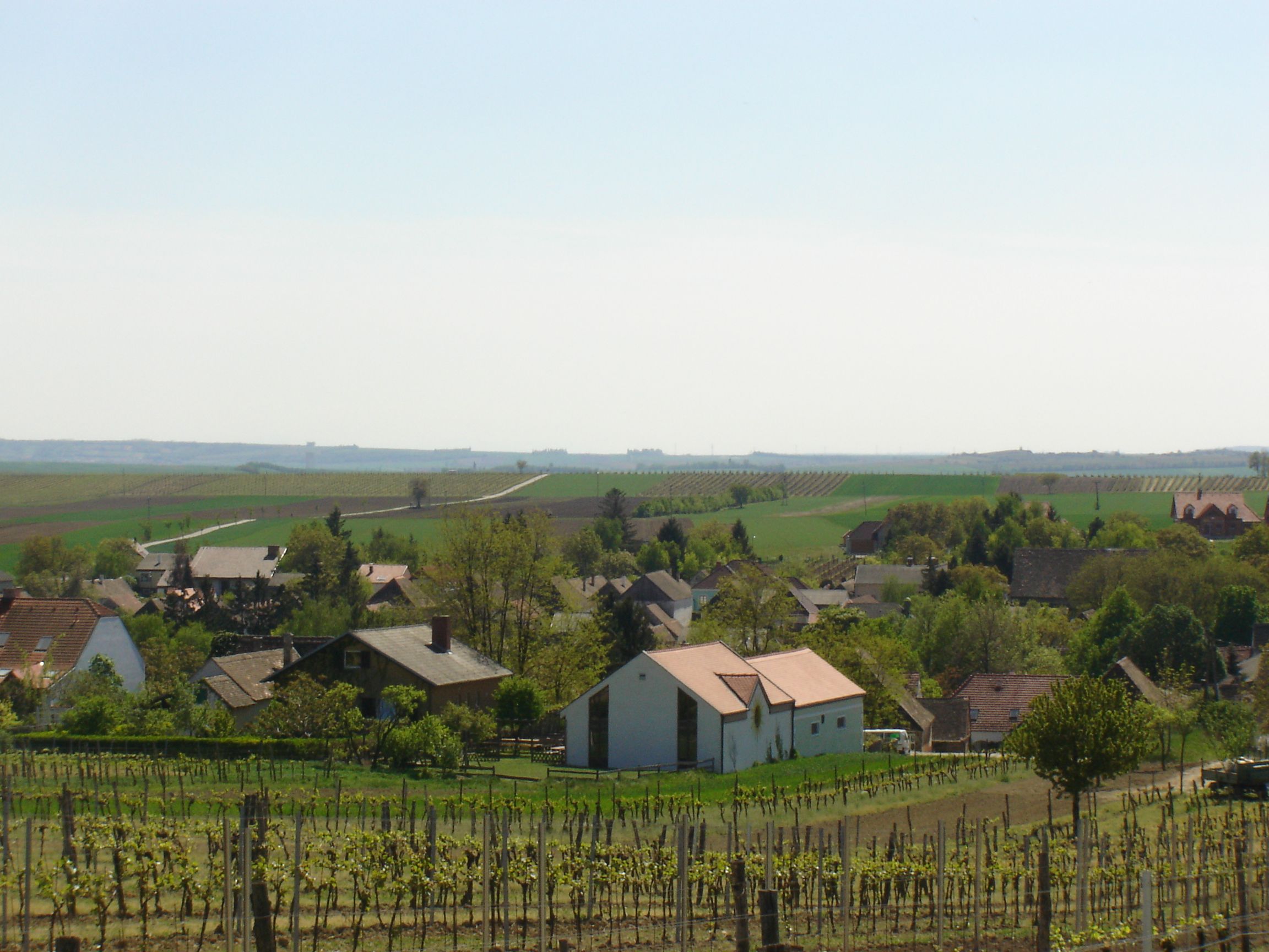 Landscape with vineyards and village in the background.