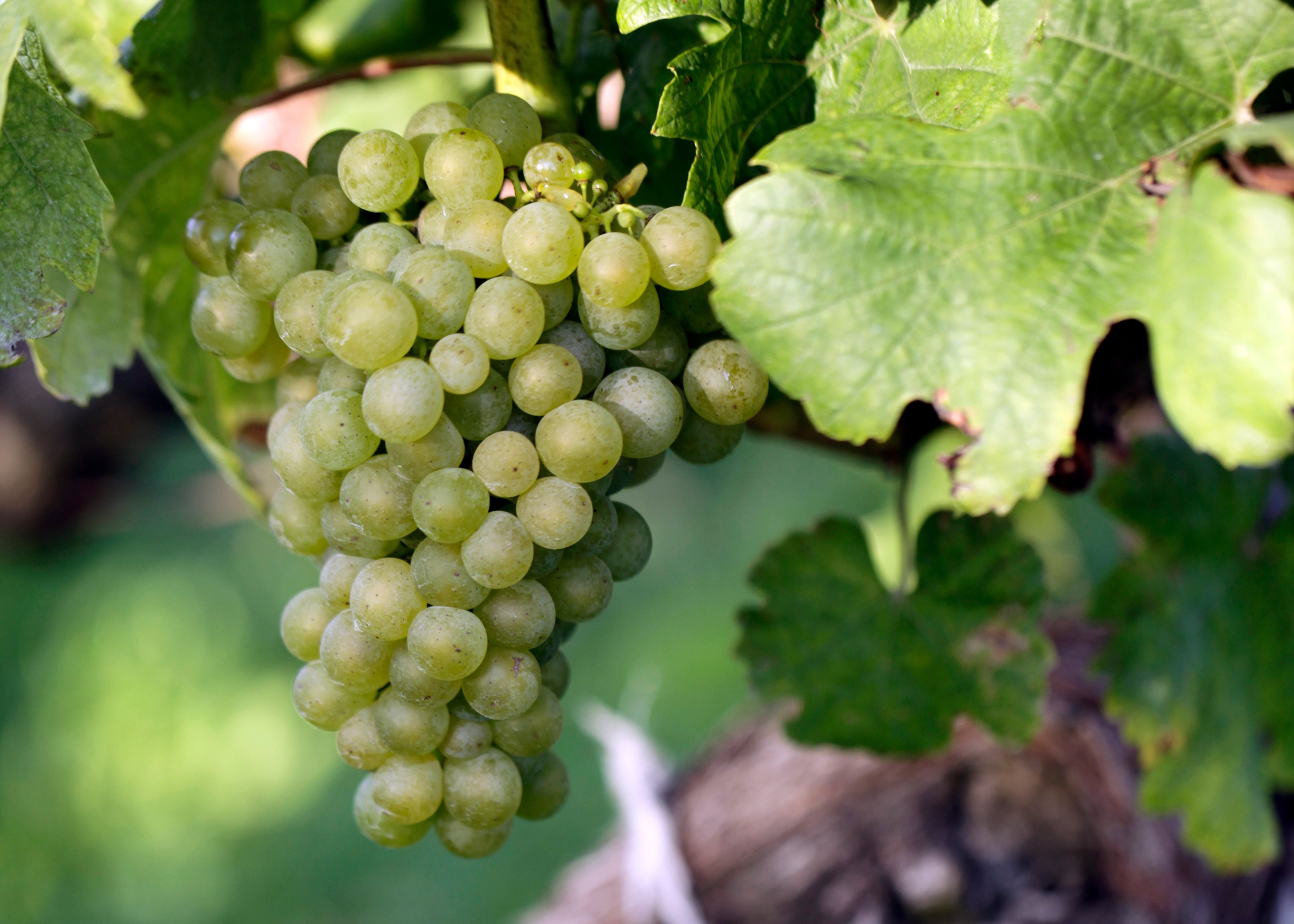 Close-up of a green bunch of grapes on a vine with green leaves.