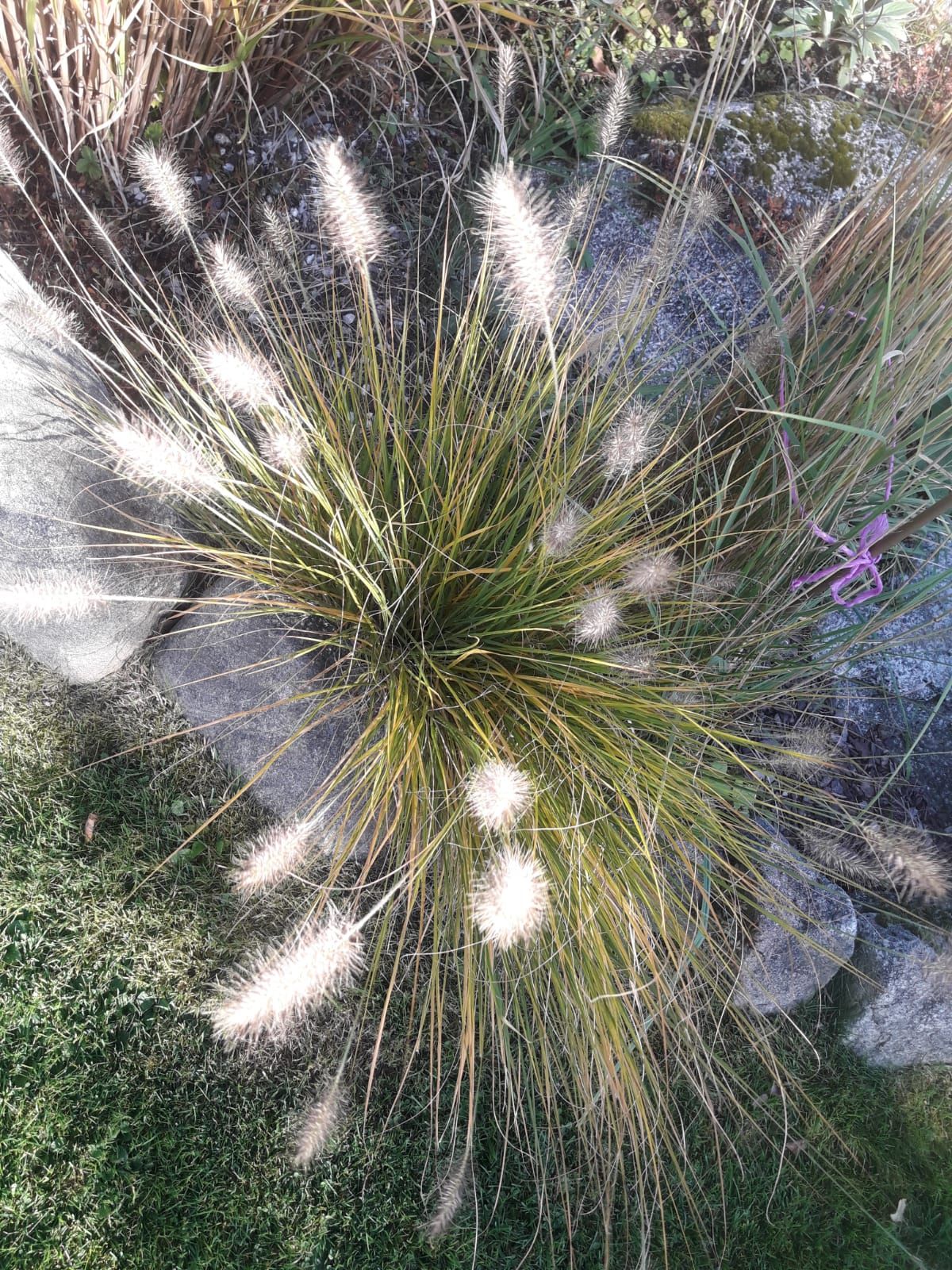 Ornamental grass with fluffy spikes in a garden.