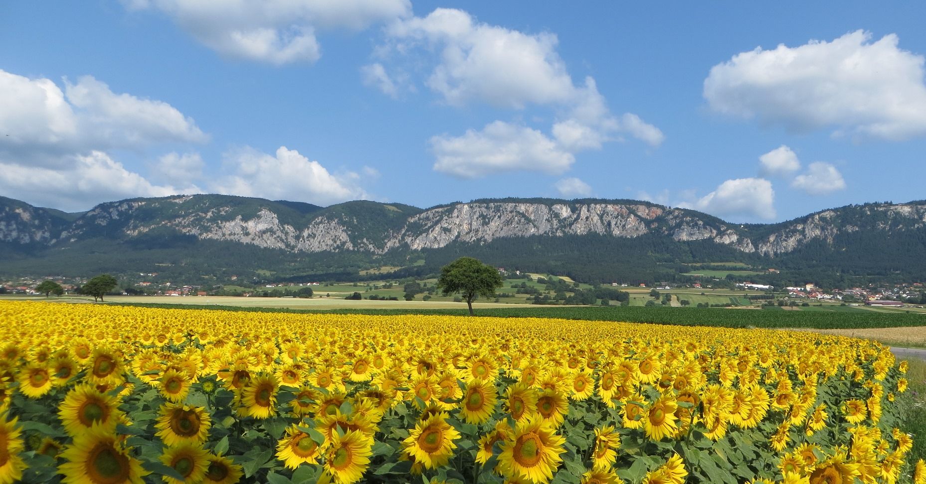 A field of sunflowers in front of a mountain range under a blue sky with white clouds.