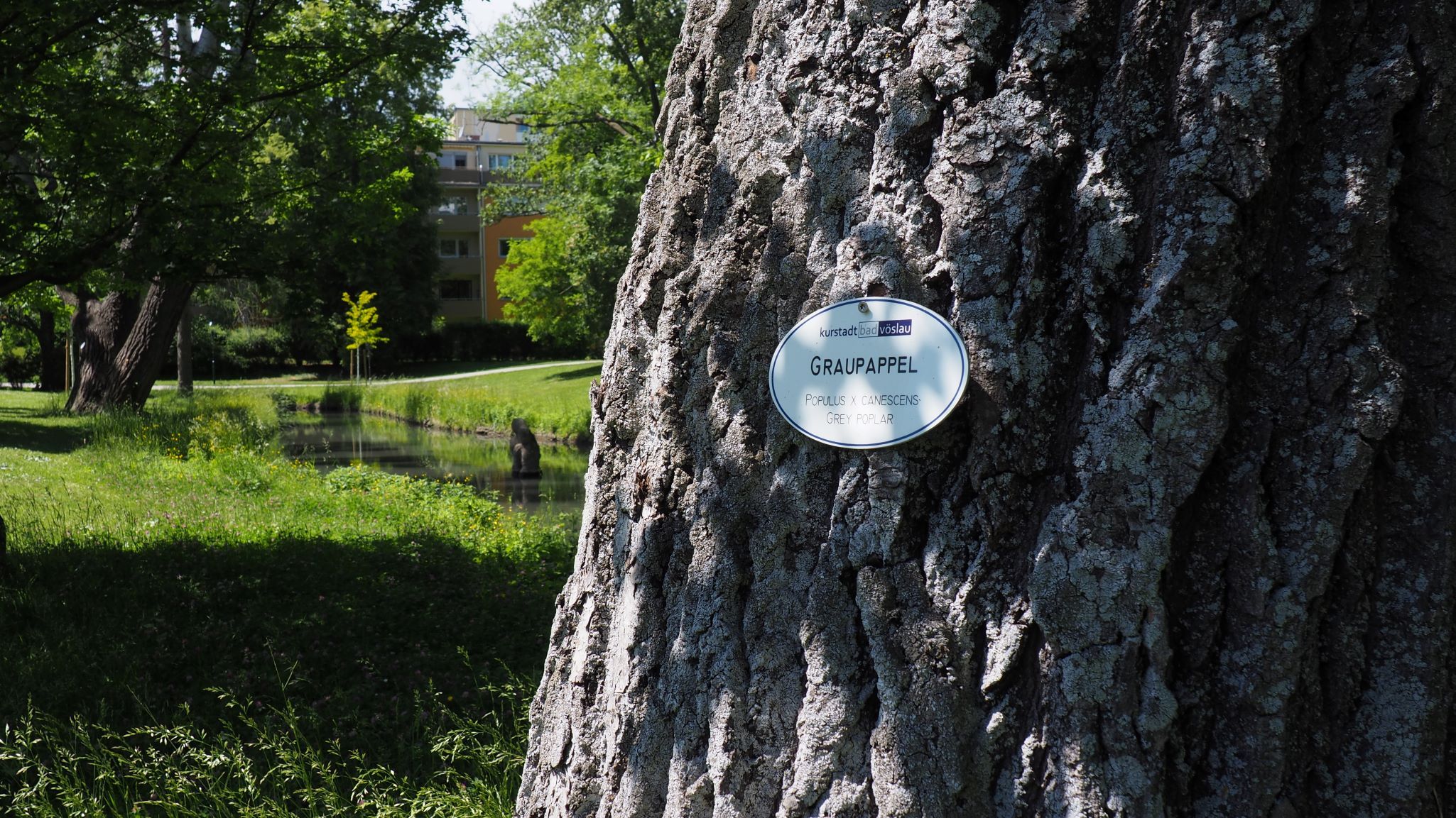 Close-up of a tree trunk with a sign indicating "gray poplar" in the castle park of Bad Vöslau.