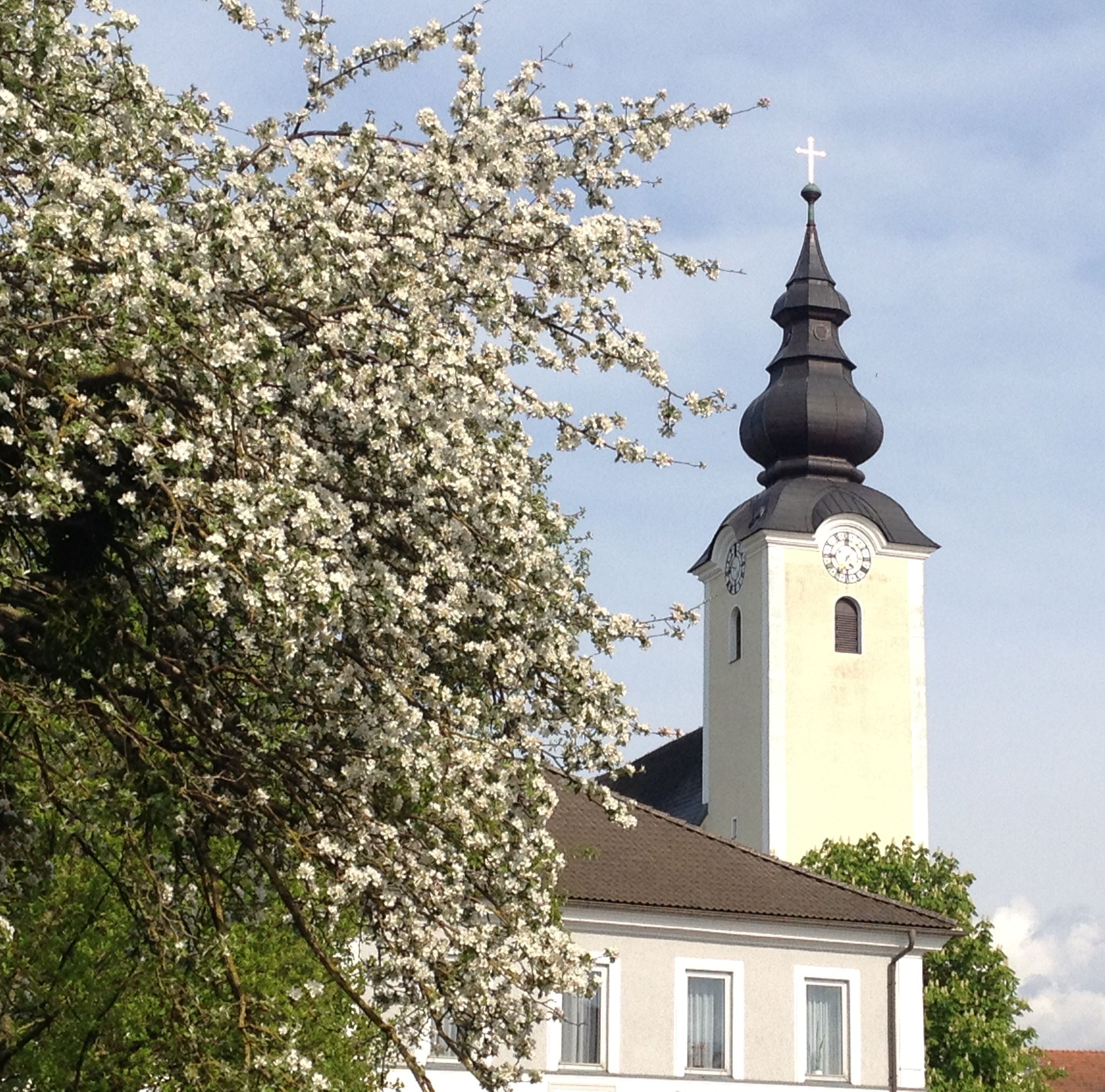 Church tower with blossoming tree in the foreground.