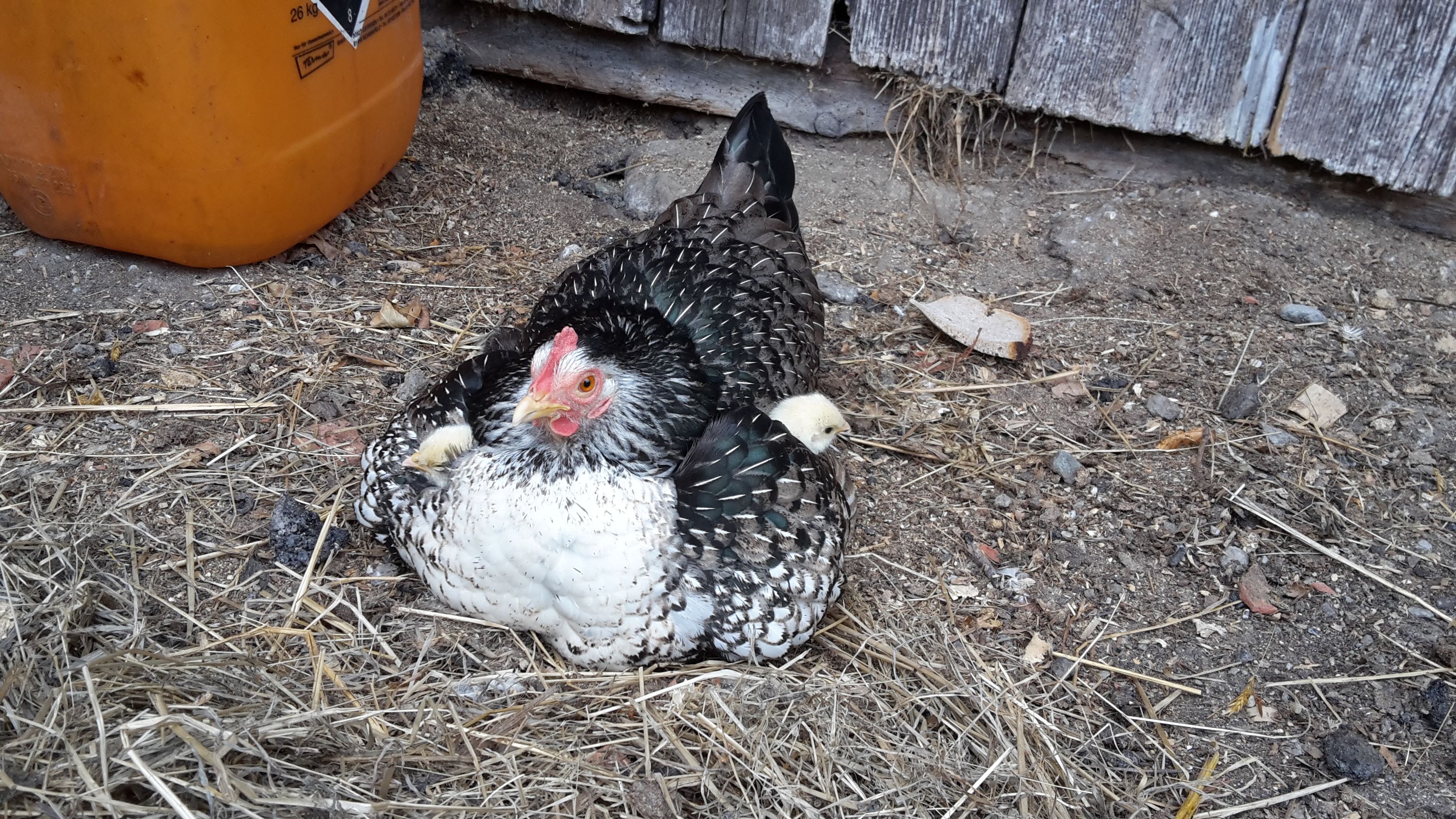 Hen with chicks on a farm floor.