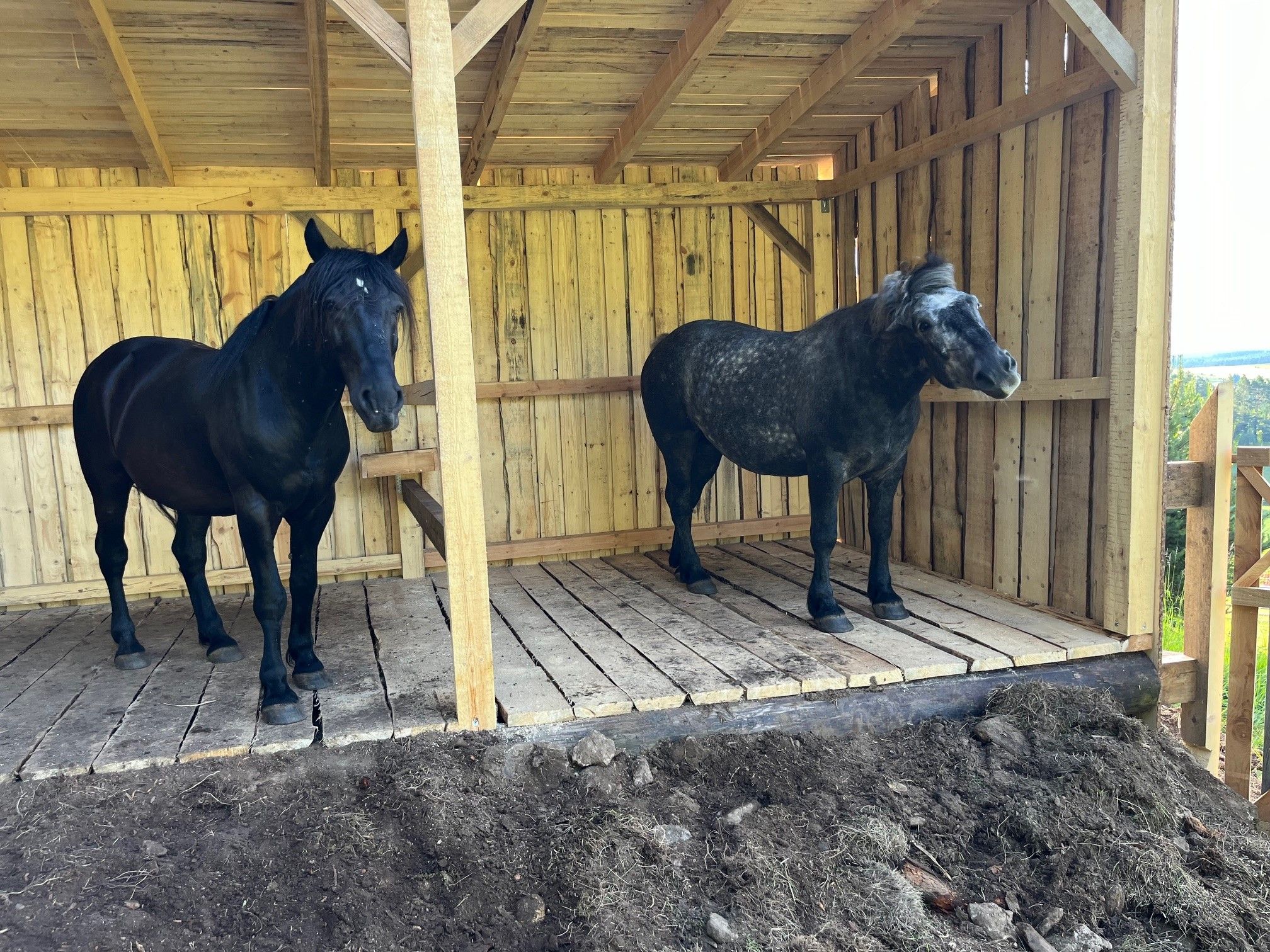 Two horses are standing in a wooden shelter on a farm.