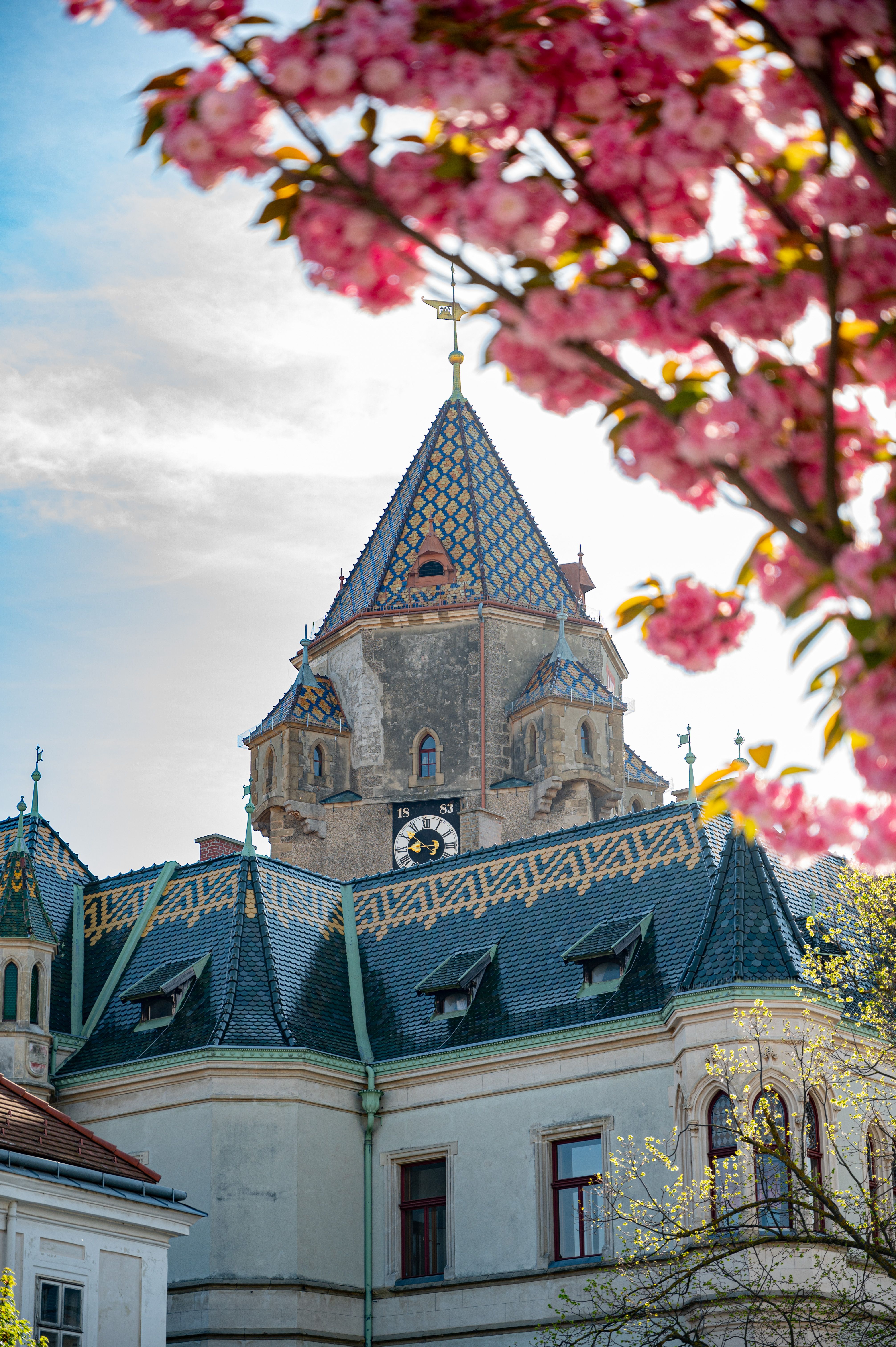 Korneuburg town hall tower with blooming cherry blossoms in the foreground.