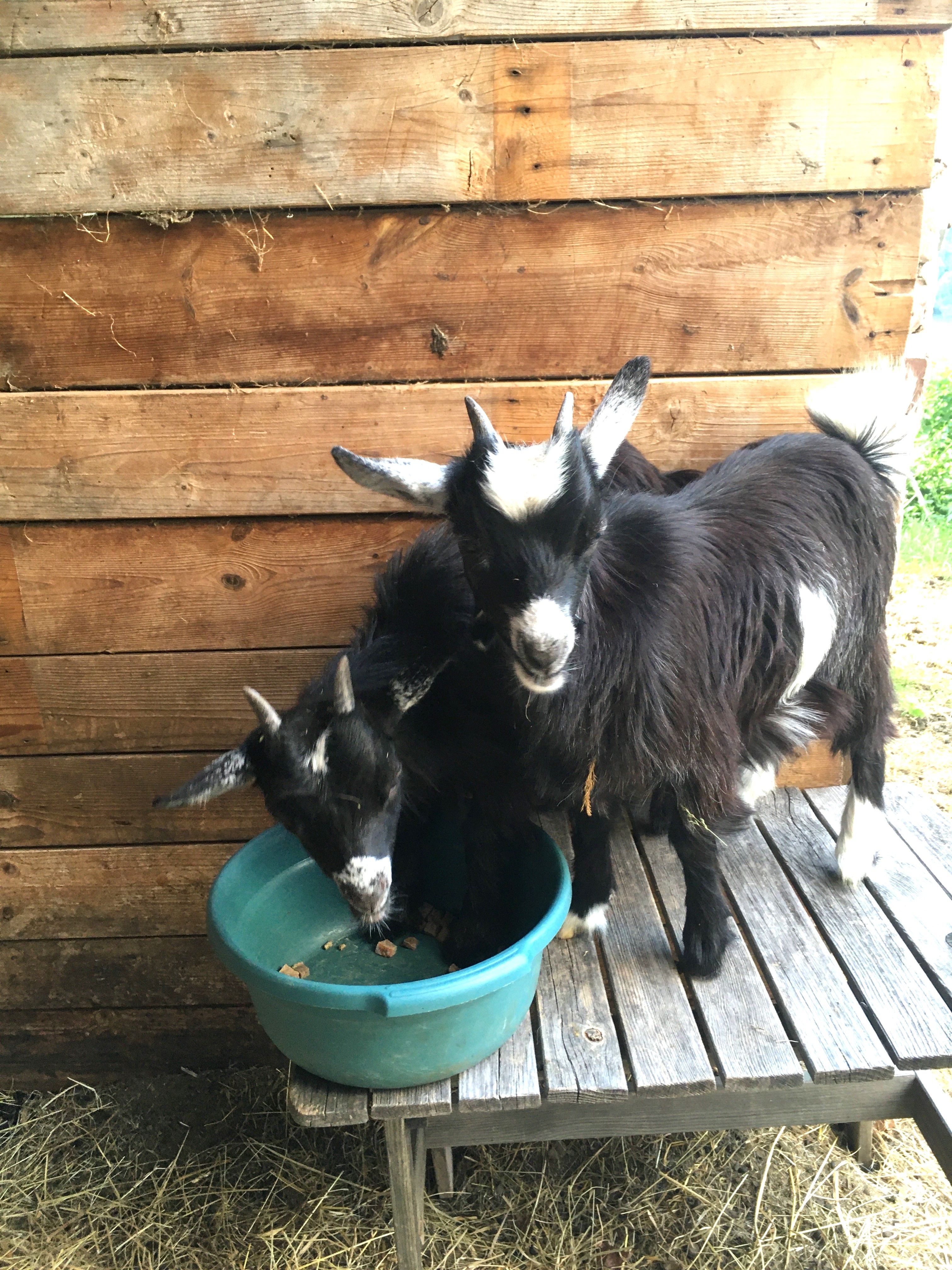 Goats