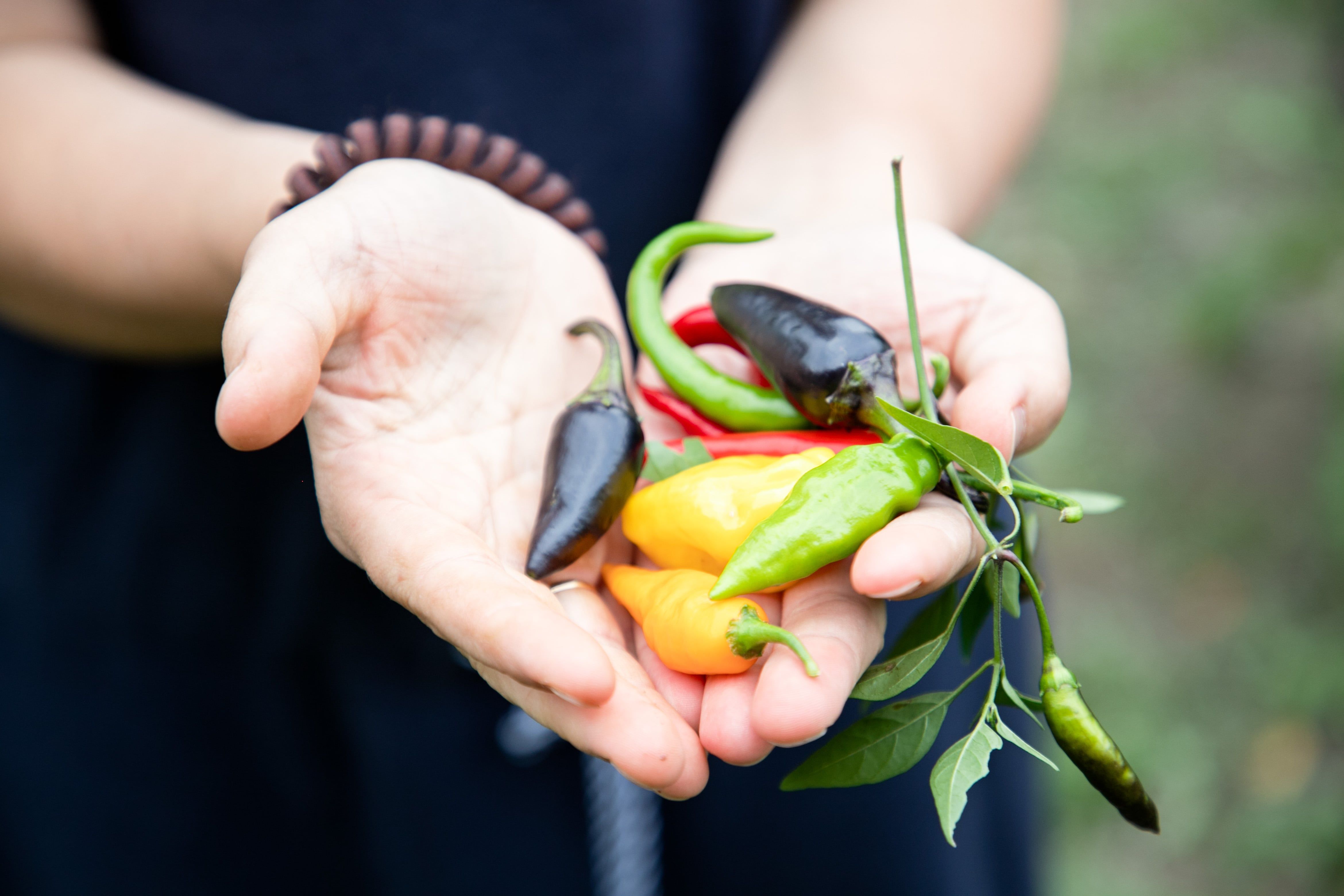 Different types of chili in my hands.