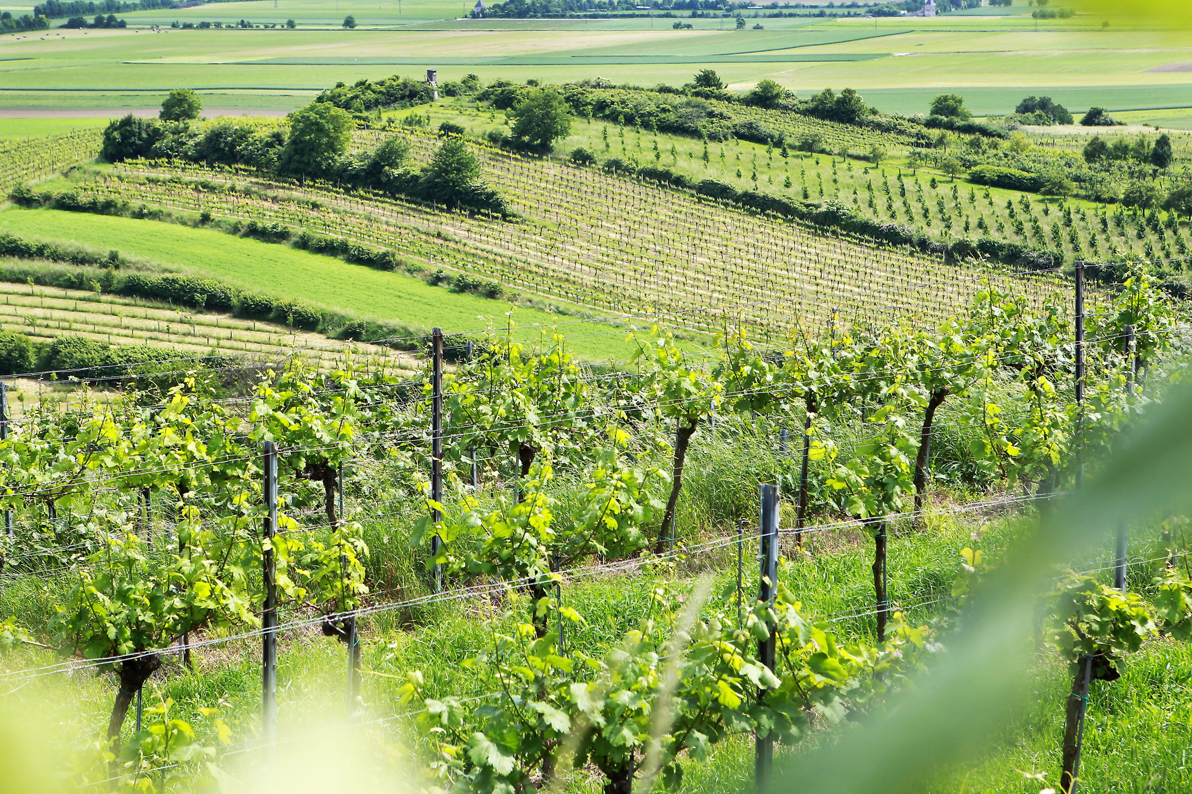 Schildberger-Böck Winery
