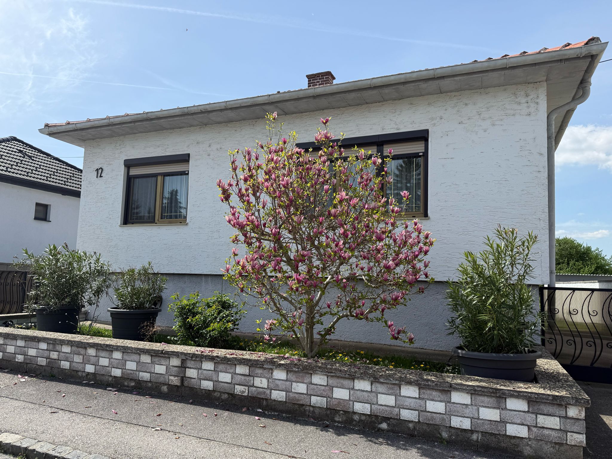 Exterior view of a white house with a flowering tree and plants in pots.