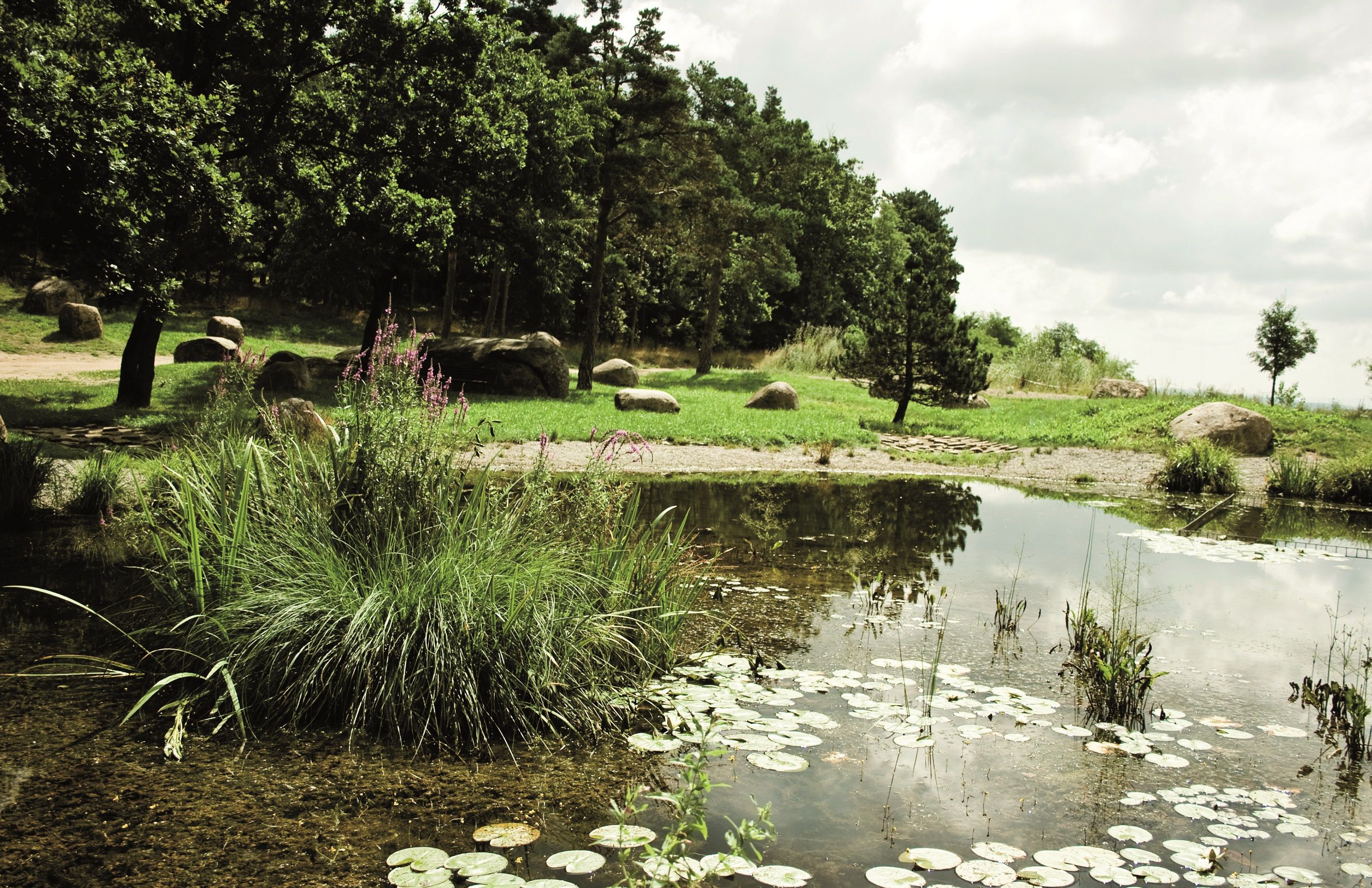 A pond with water lilies, surrounded by trees and grass, under a cloudy sky.